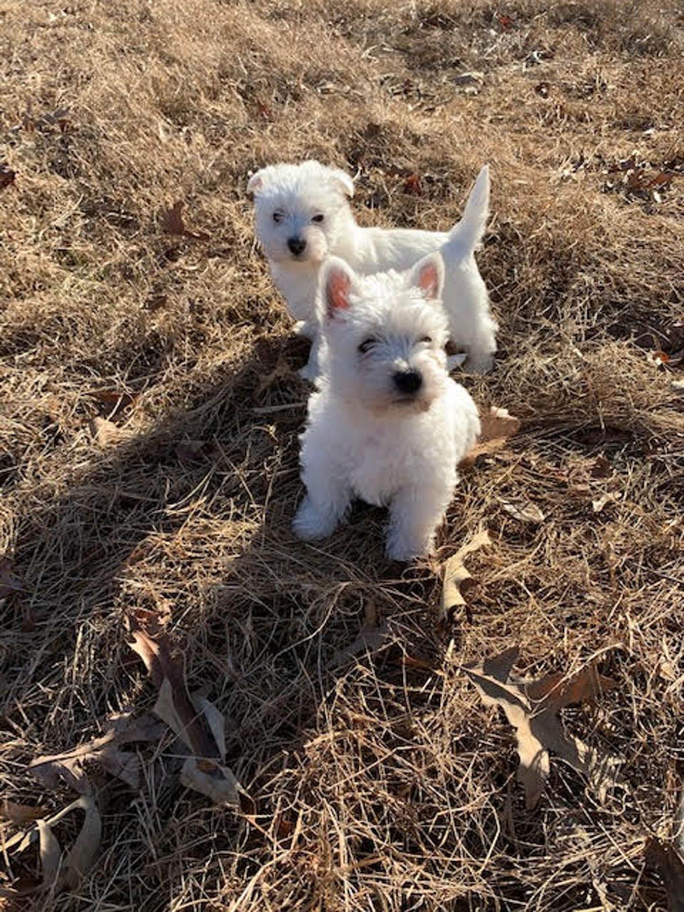 Two white West Highland Terrier puppies outdoors in dry grass.