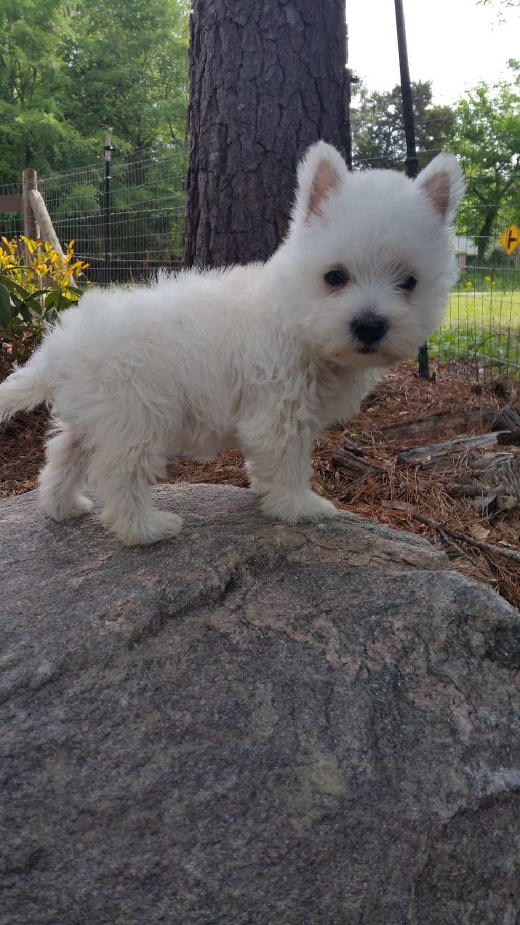 White West Highland Terrier puppy standing on a gray rock, looking towards the viewer.