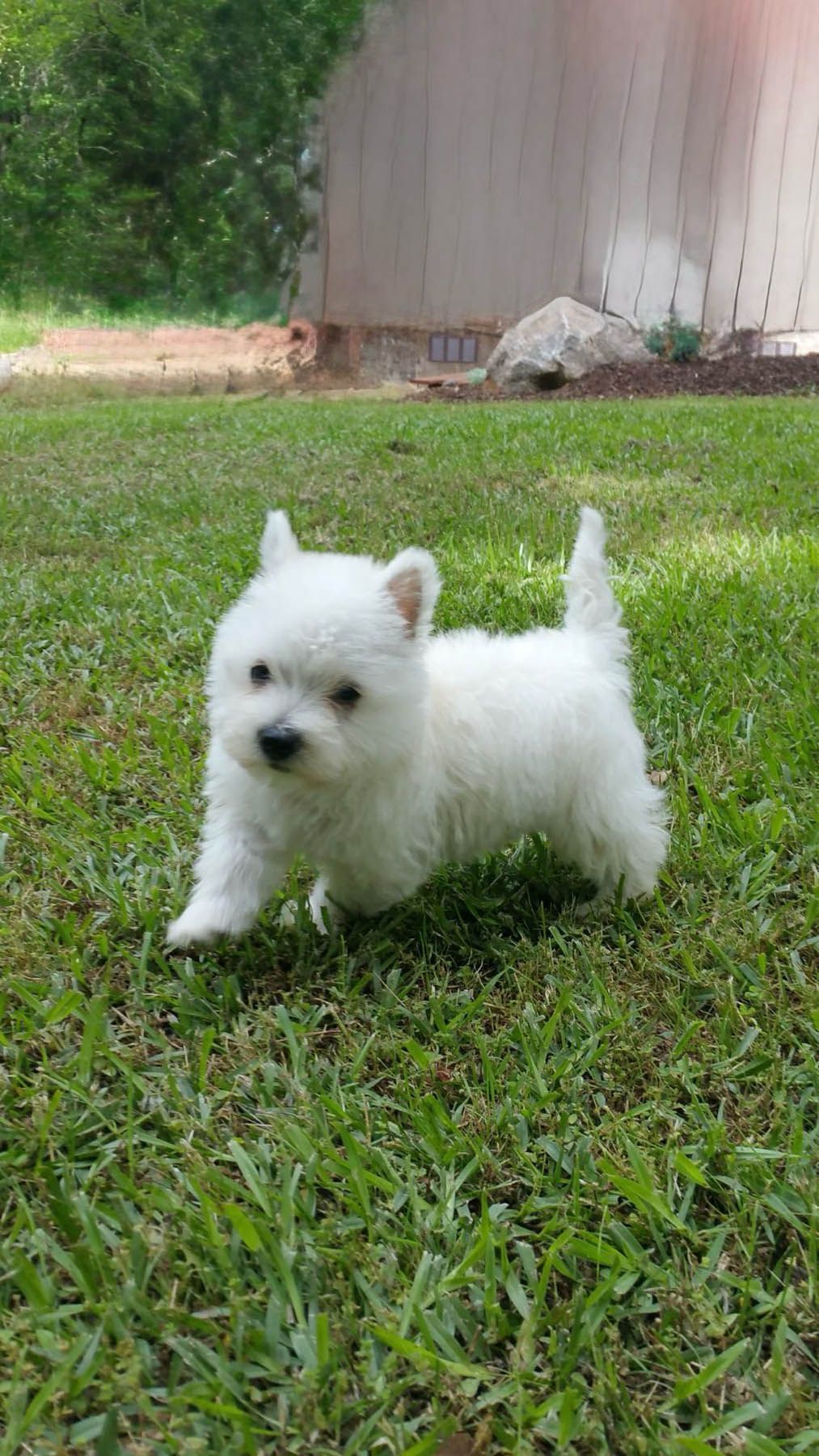 White West Highland Terrier puppy standing in green grass.