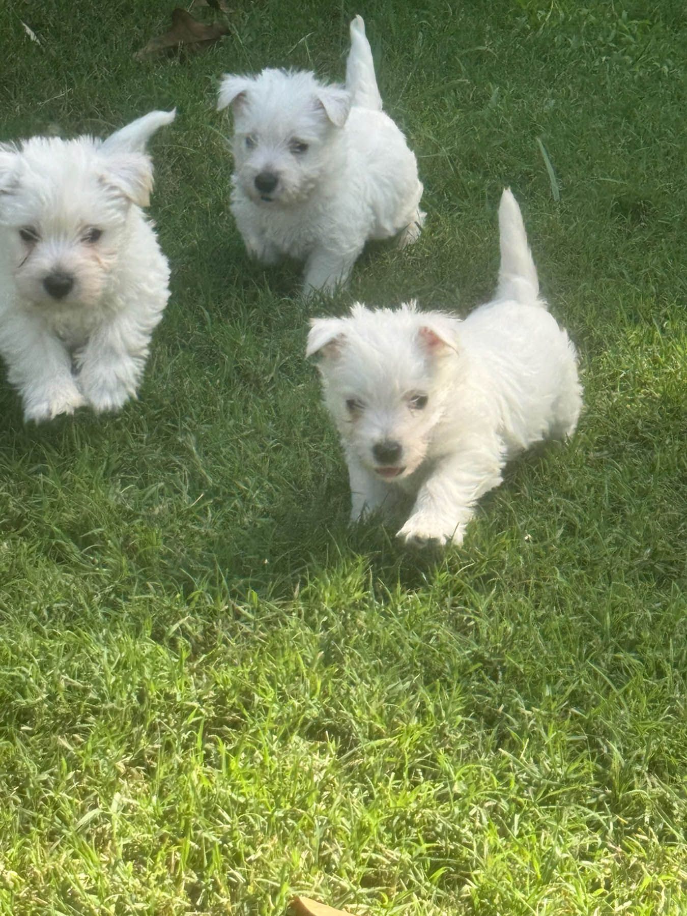 Three white puppies on green grass, tails up, looking at the camera.