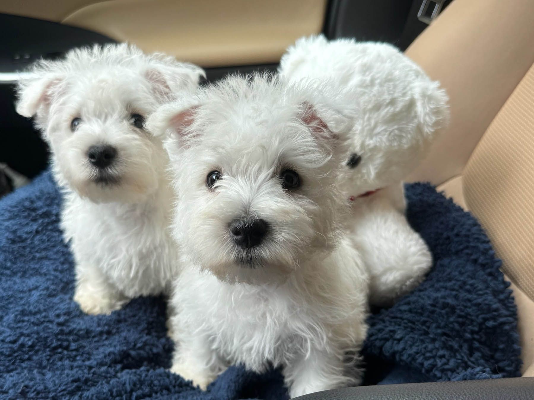 Two white West Highland Terrier puppies and a white teddy bear seated on a blue blanket in a vehicle.
