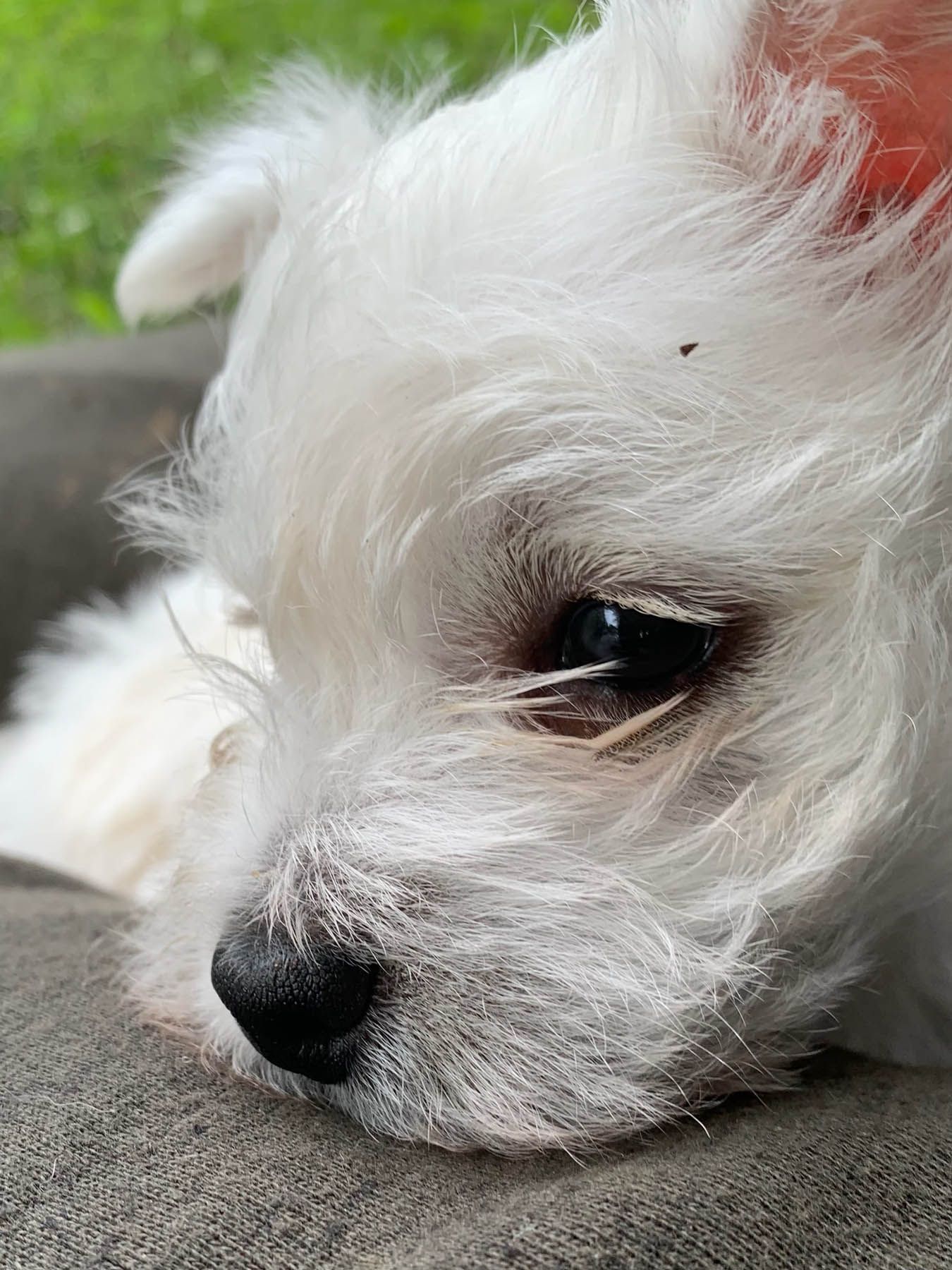 Close-up of a white fluffy puppy with dark eyes, resting on a gray surface.