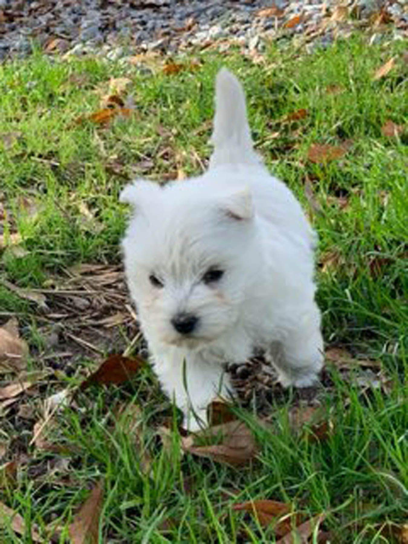 White puppy with fluffy fur standing in green grass, tail up.