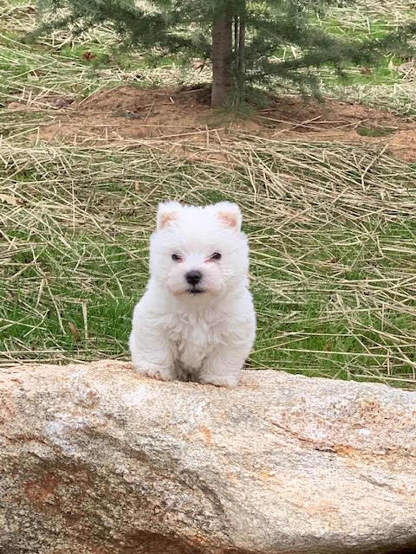 White fluffy puppy sitting on a rock outdoors, looking forward.