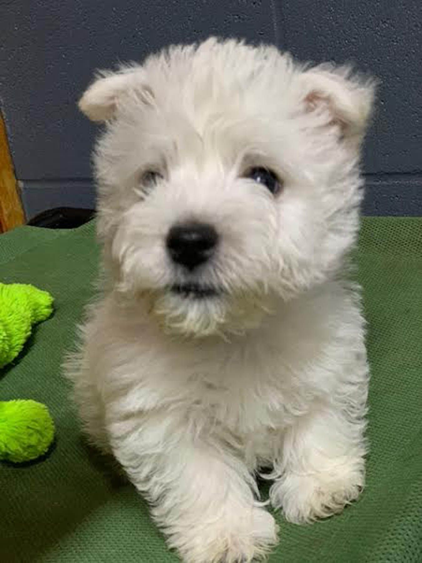 White West Highland Terrier puppy sitting, black nose, green blanket.