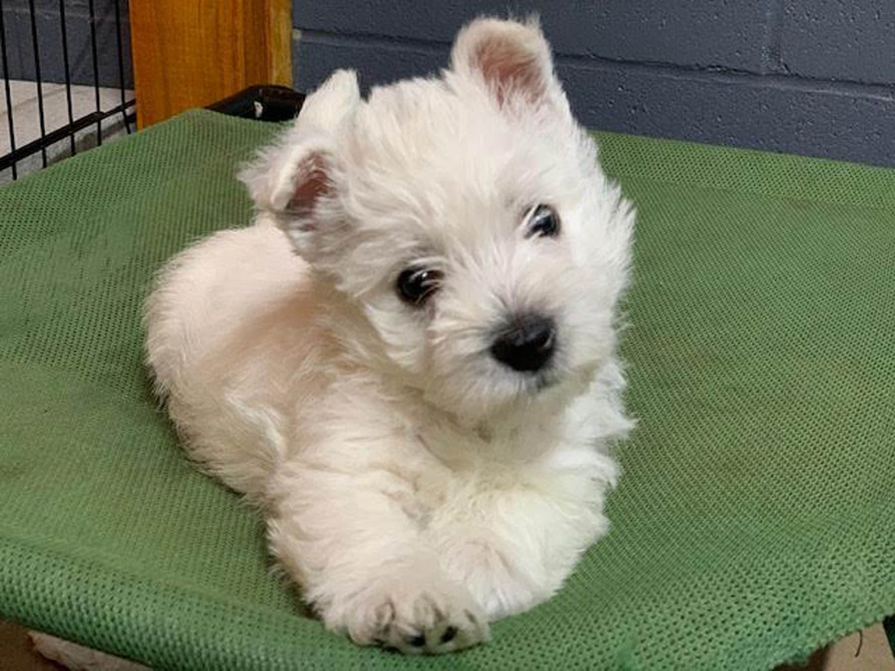 White West Highland Terrier puppy on a green dog bed, looking at the viewer.