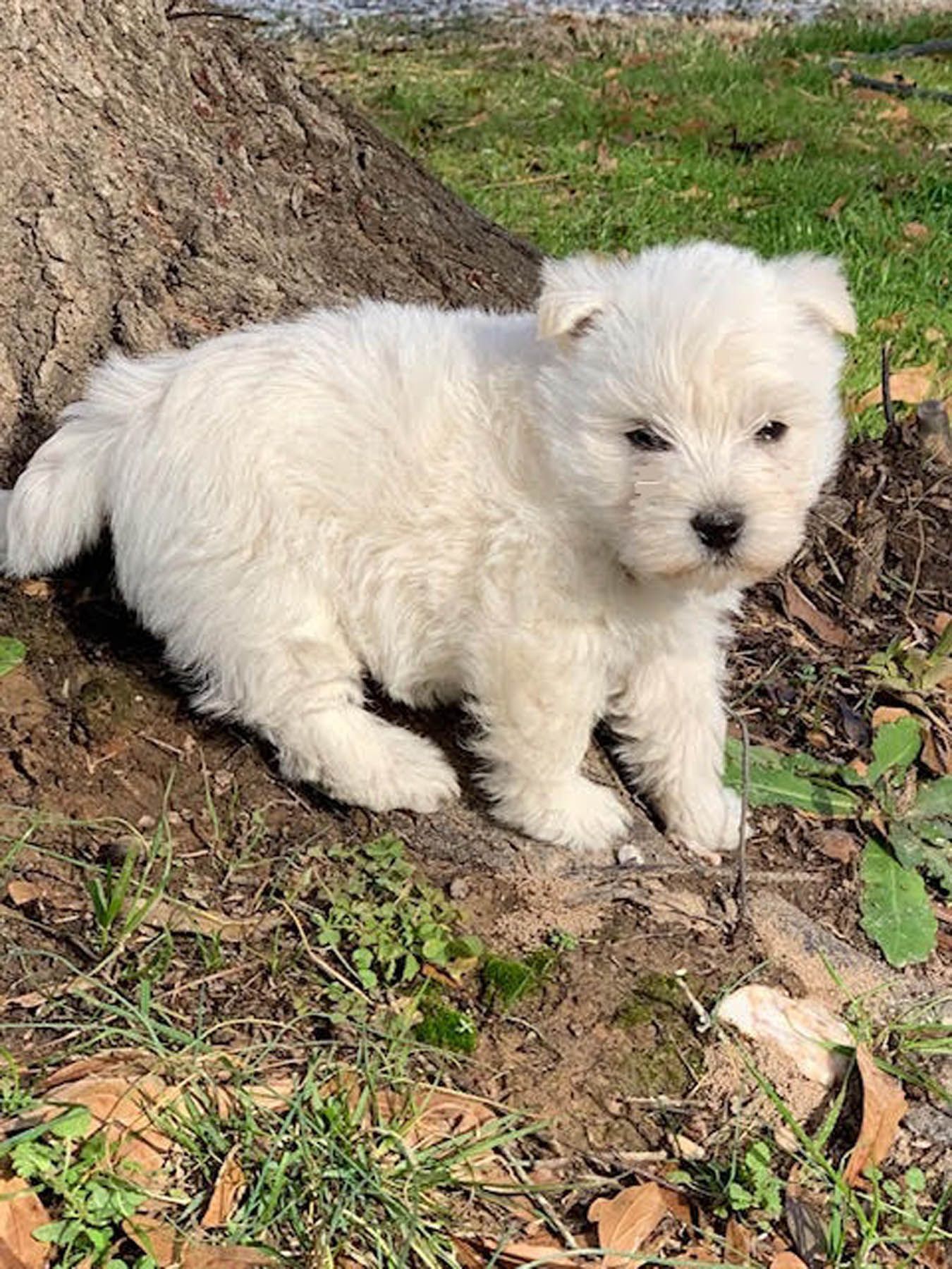 White fluffy puppy standing on dirt near a tree.