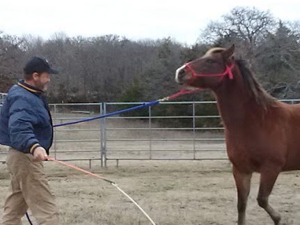 Man leading a brown horse on a leash in a fenced outdoor arena