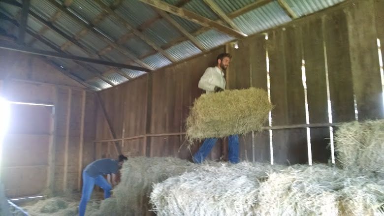 Two people stacking hay bales in a wooden barn