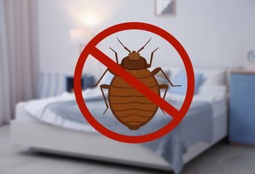eliminazione di scarafaggi
