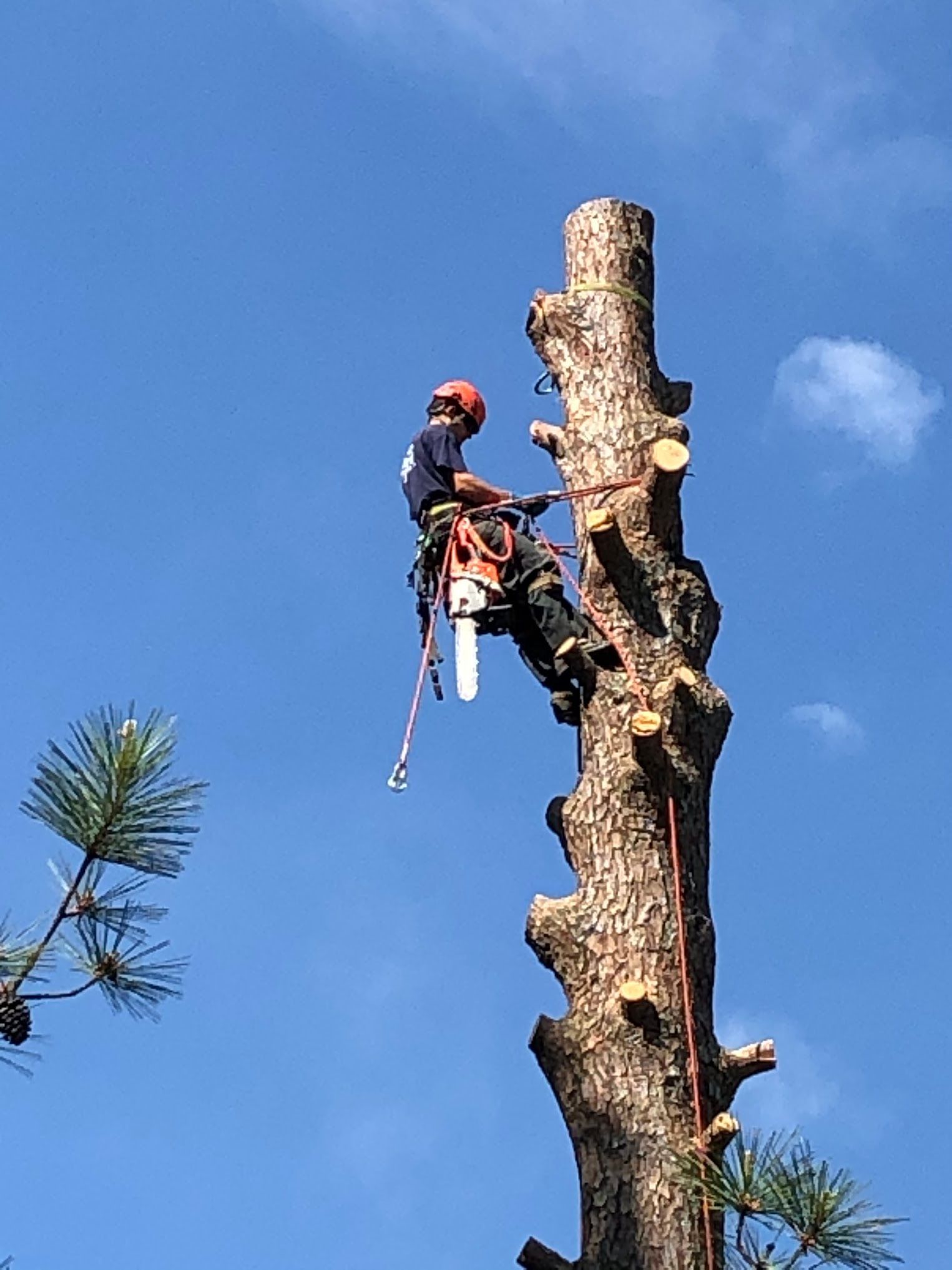 A man is climbing a tree with a chainsaw.