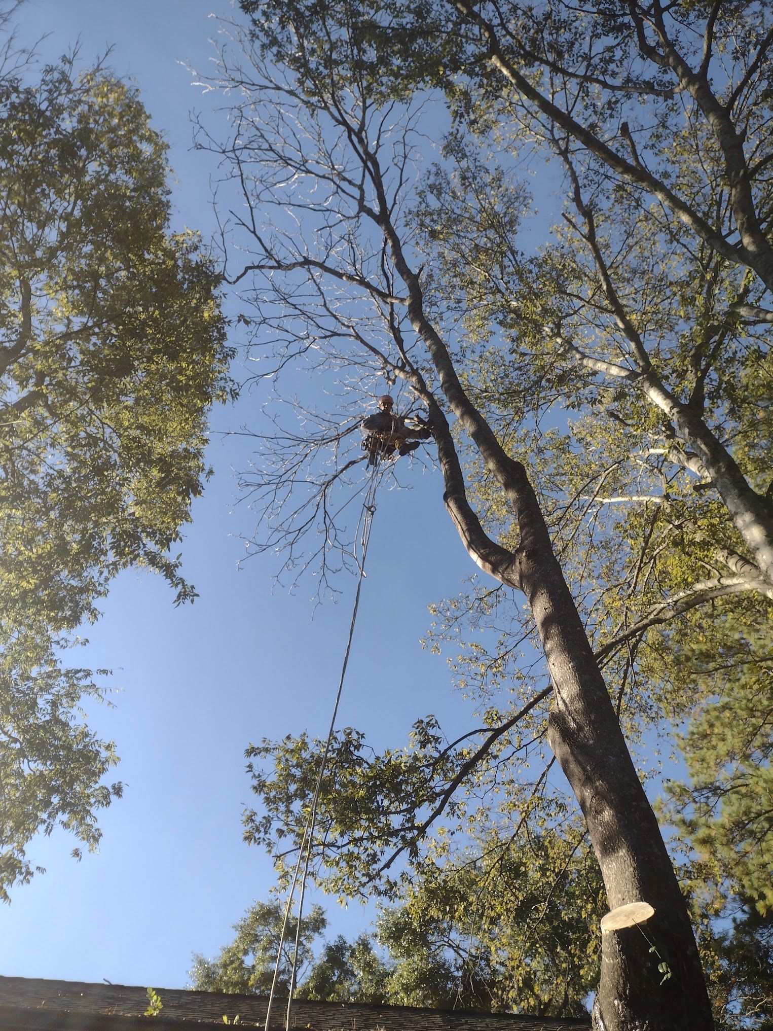 A man is climbing a tree with a chainsaw.