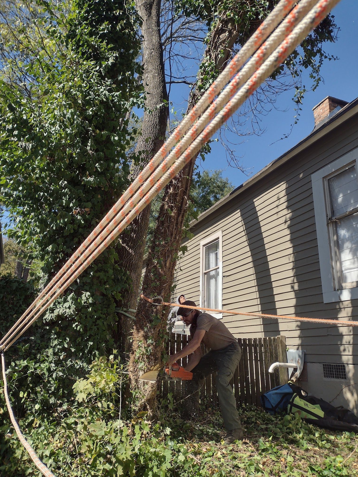 A man is cutting a tree with a chainsaw in front of a house.