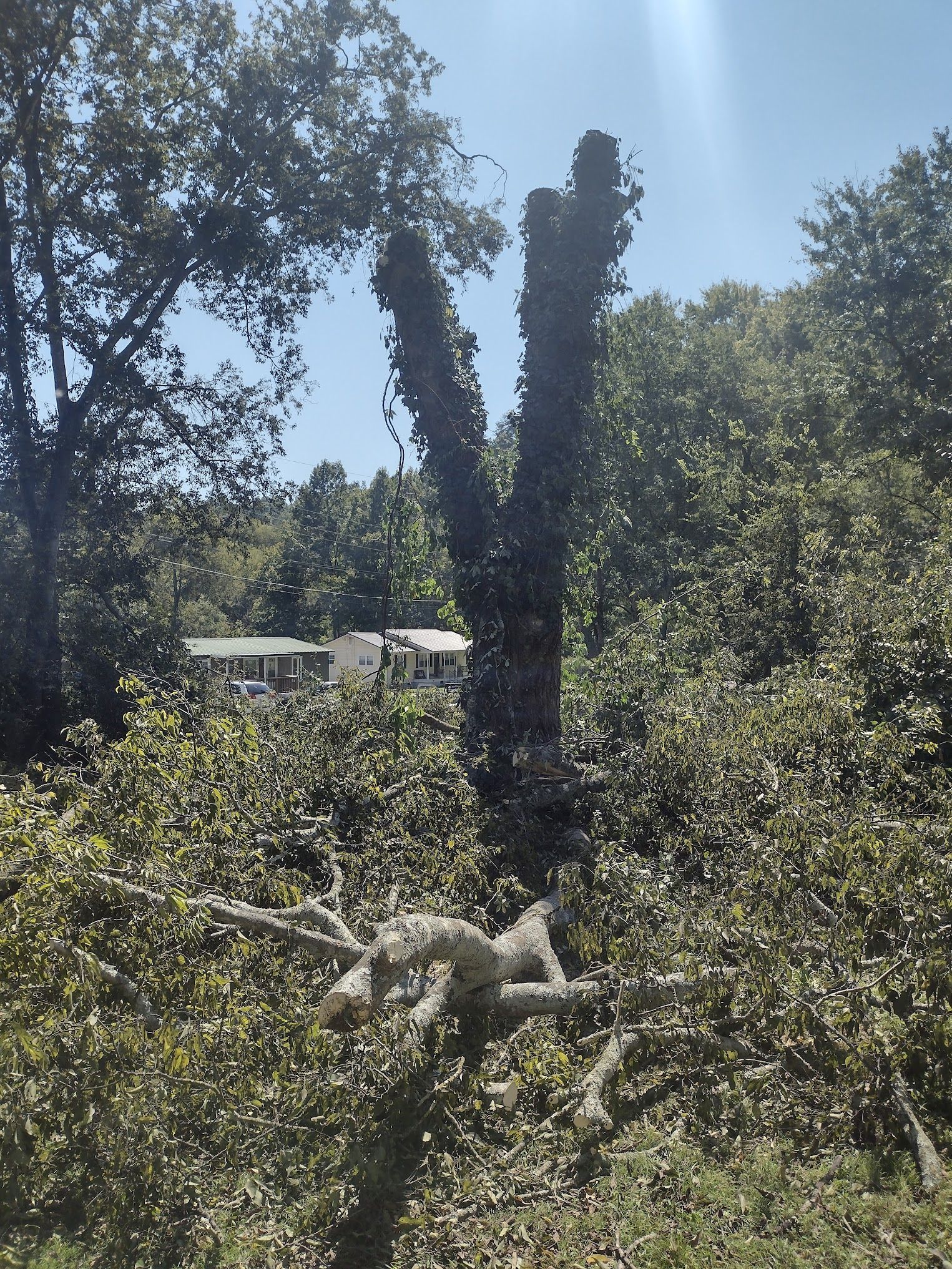 A fallen tree in the middle of a forest with a house in the background.