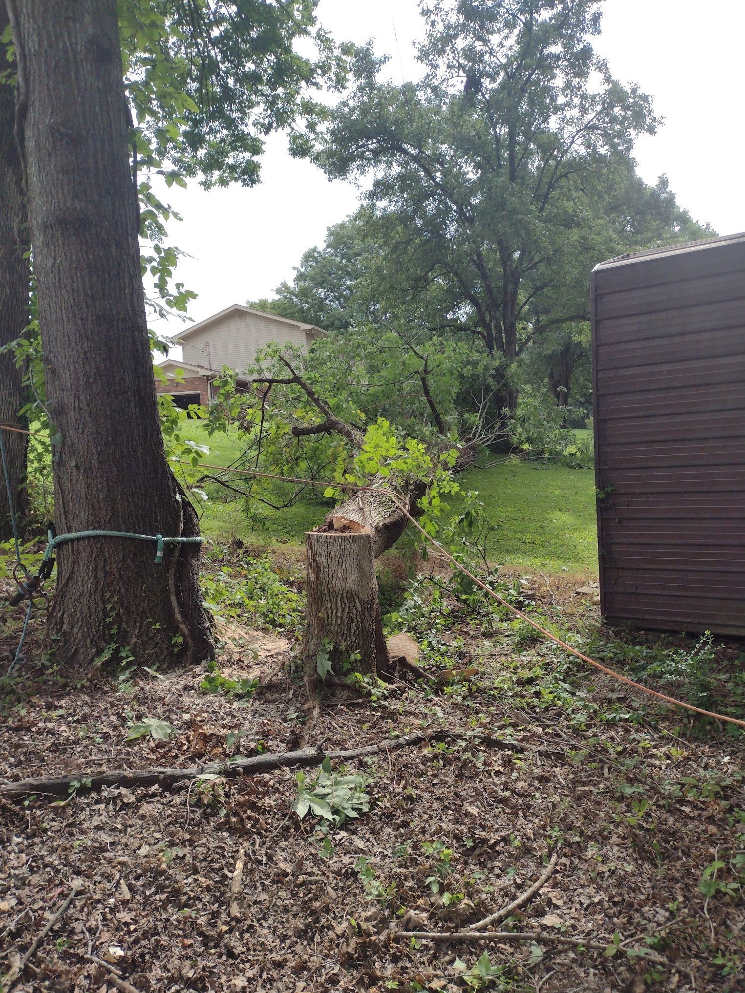 A tree stump is sitting in the middle of a yard next to a shed.