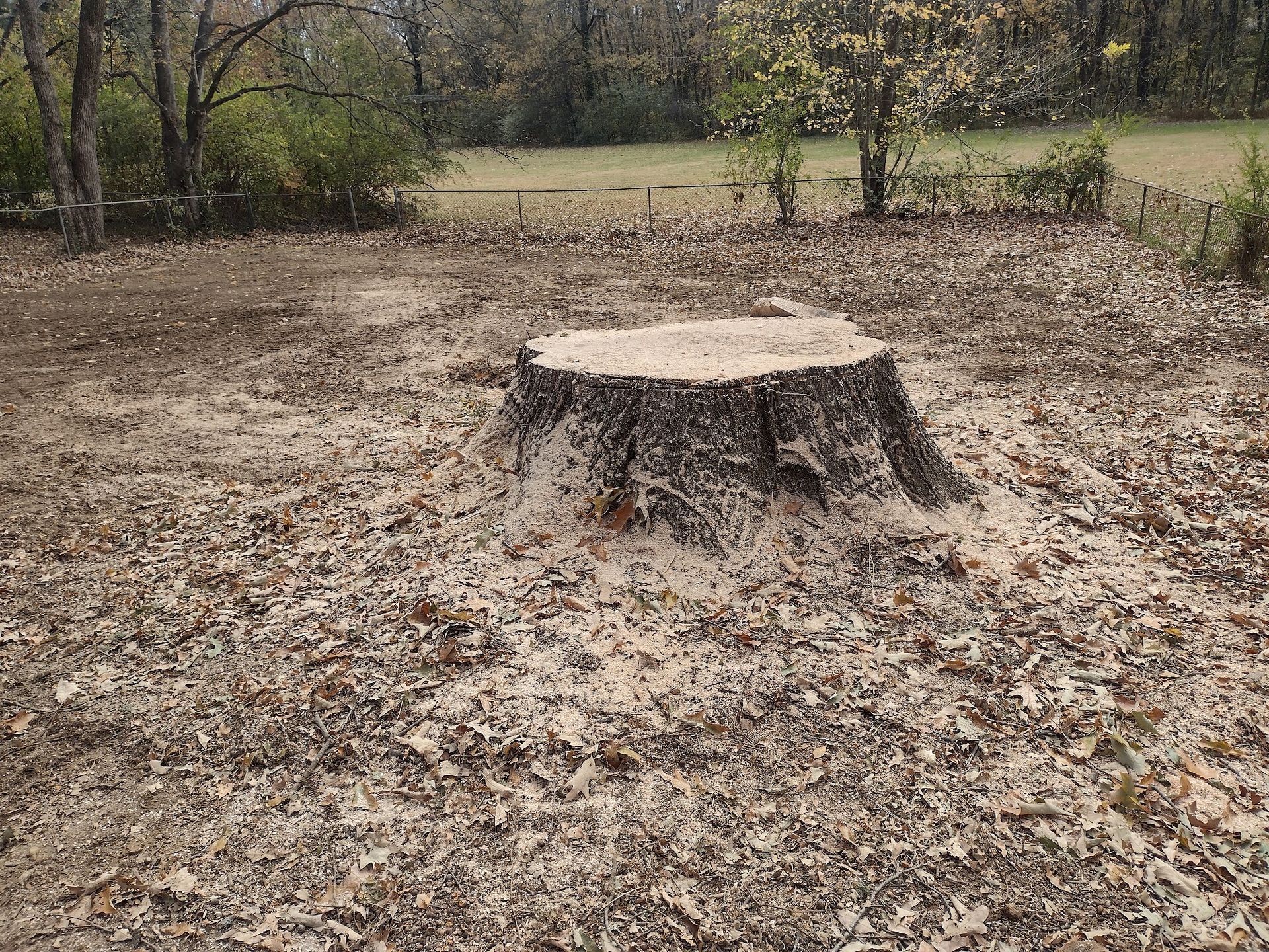 A tree stump is sitting in the middle of a field covered in leaves.