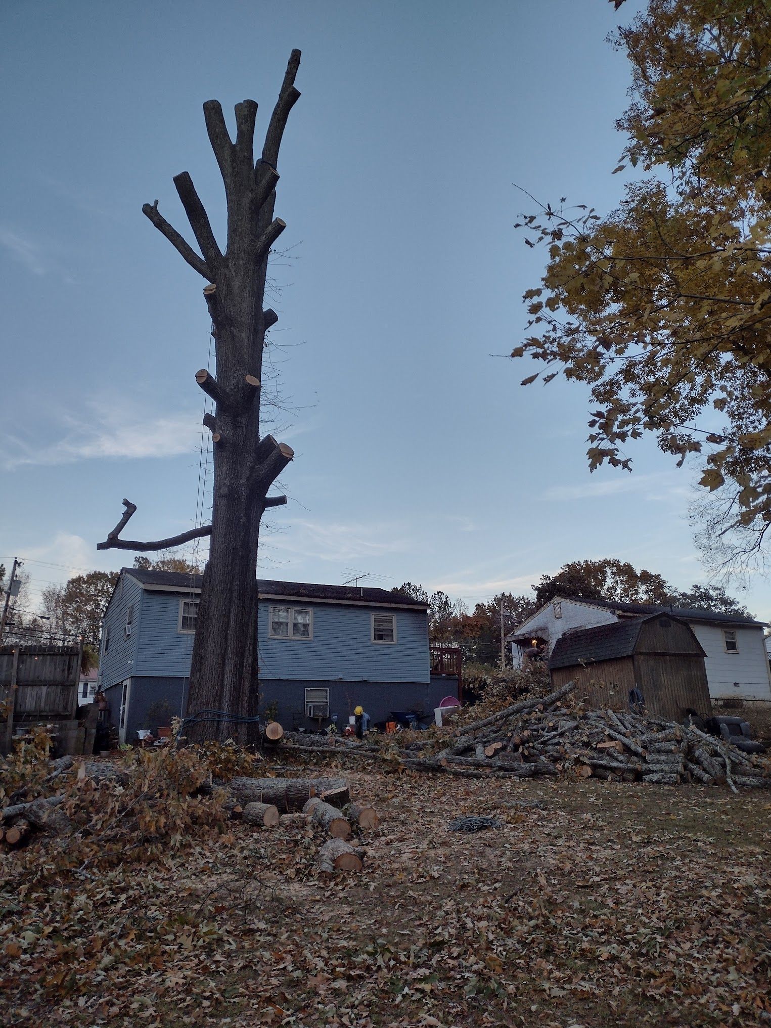 A large tree is being cut down in front of a house.