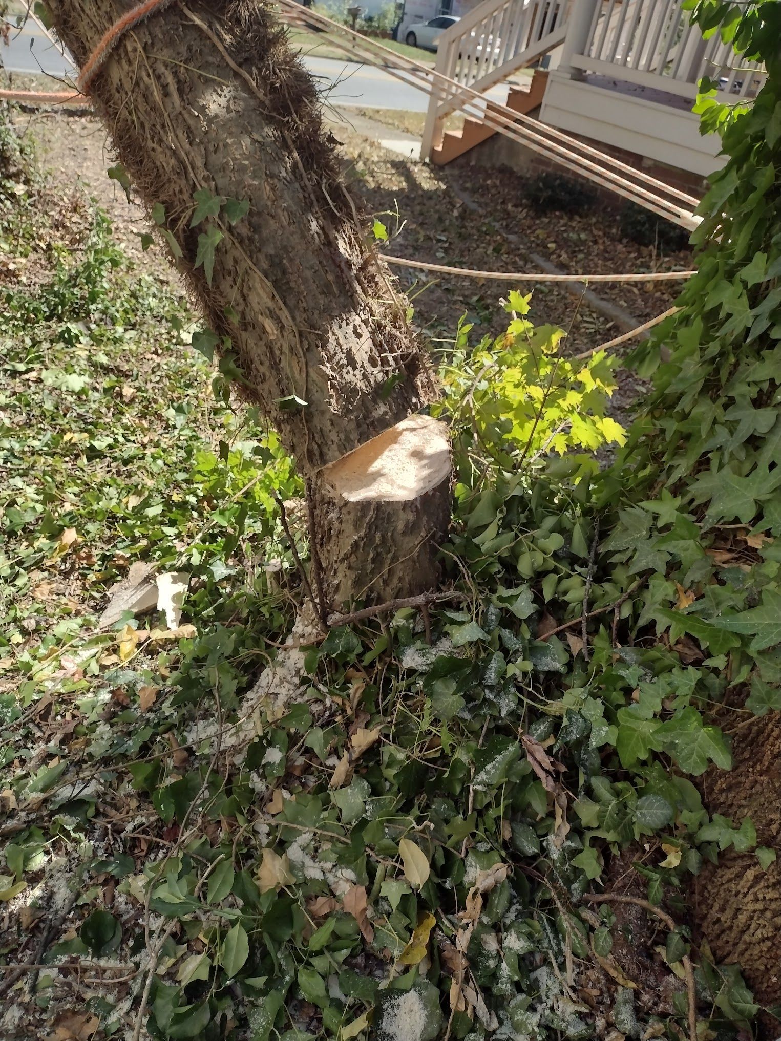 A tree stump is sitting in the middle of a yard next to a house.