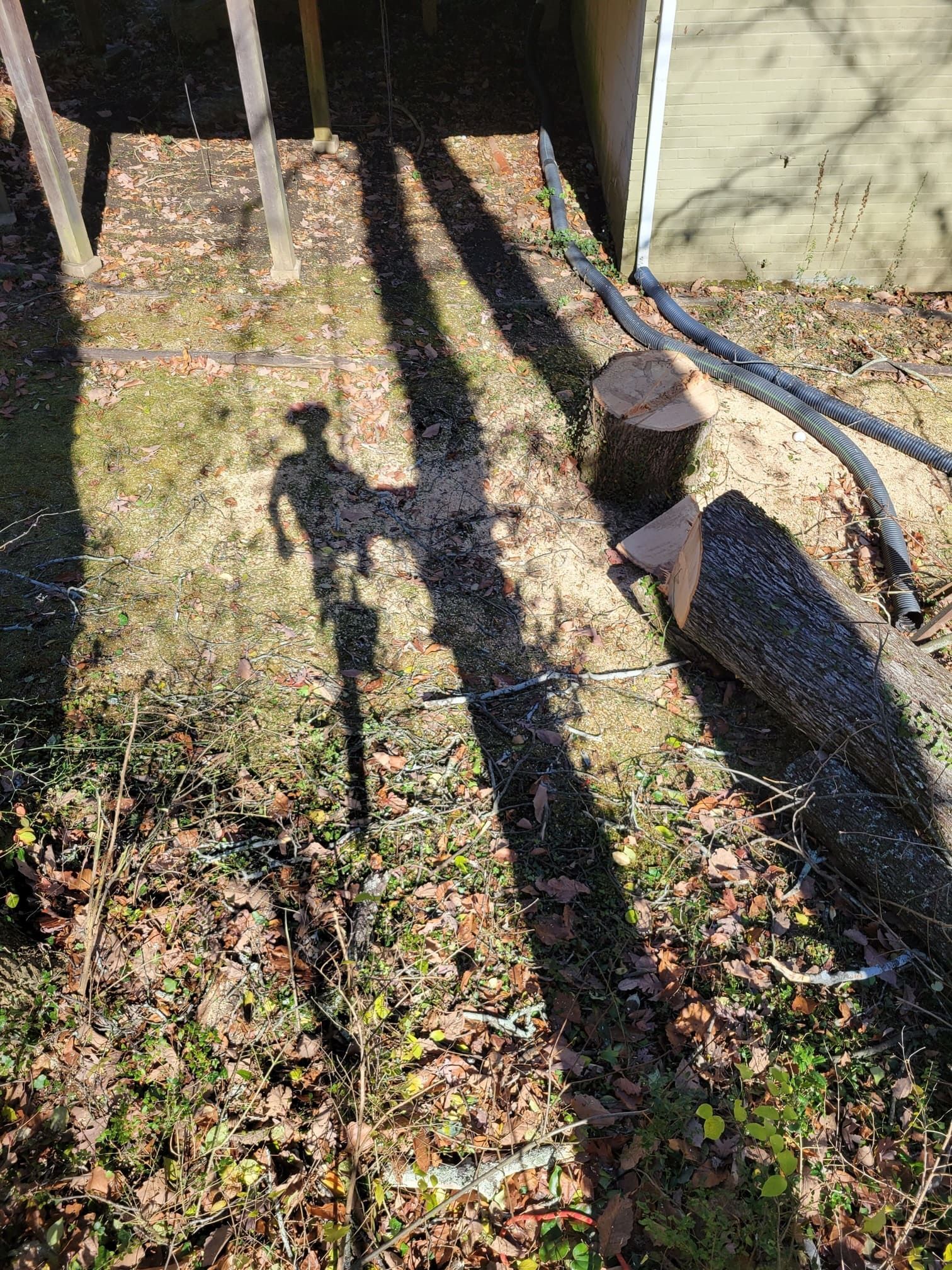 A shadow of a person is cast on the ground next to a tree stump.