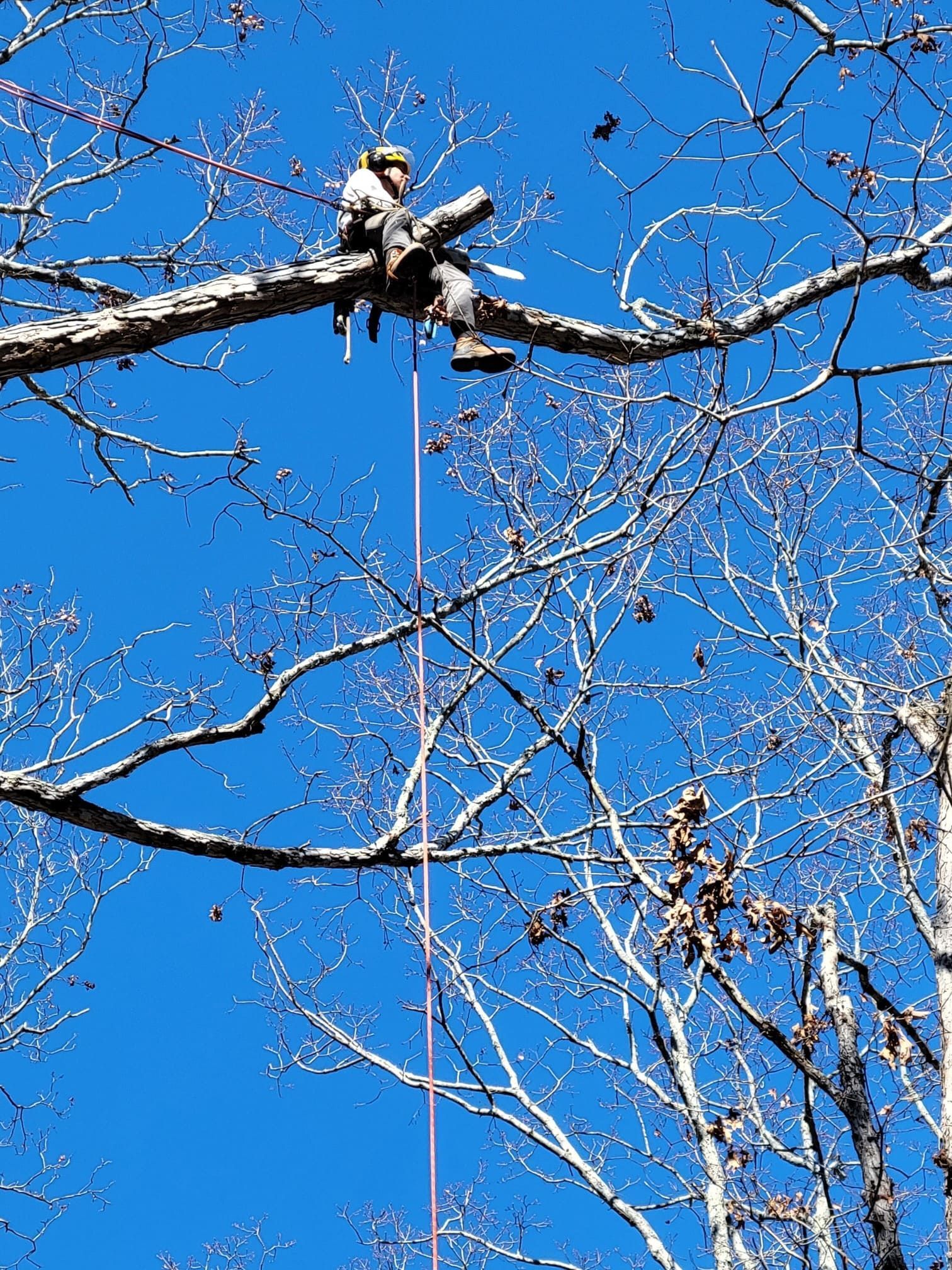A man is sitting on a tree branch with a rope attached to it.
