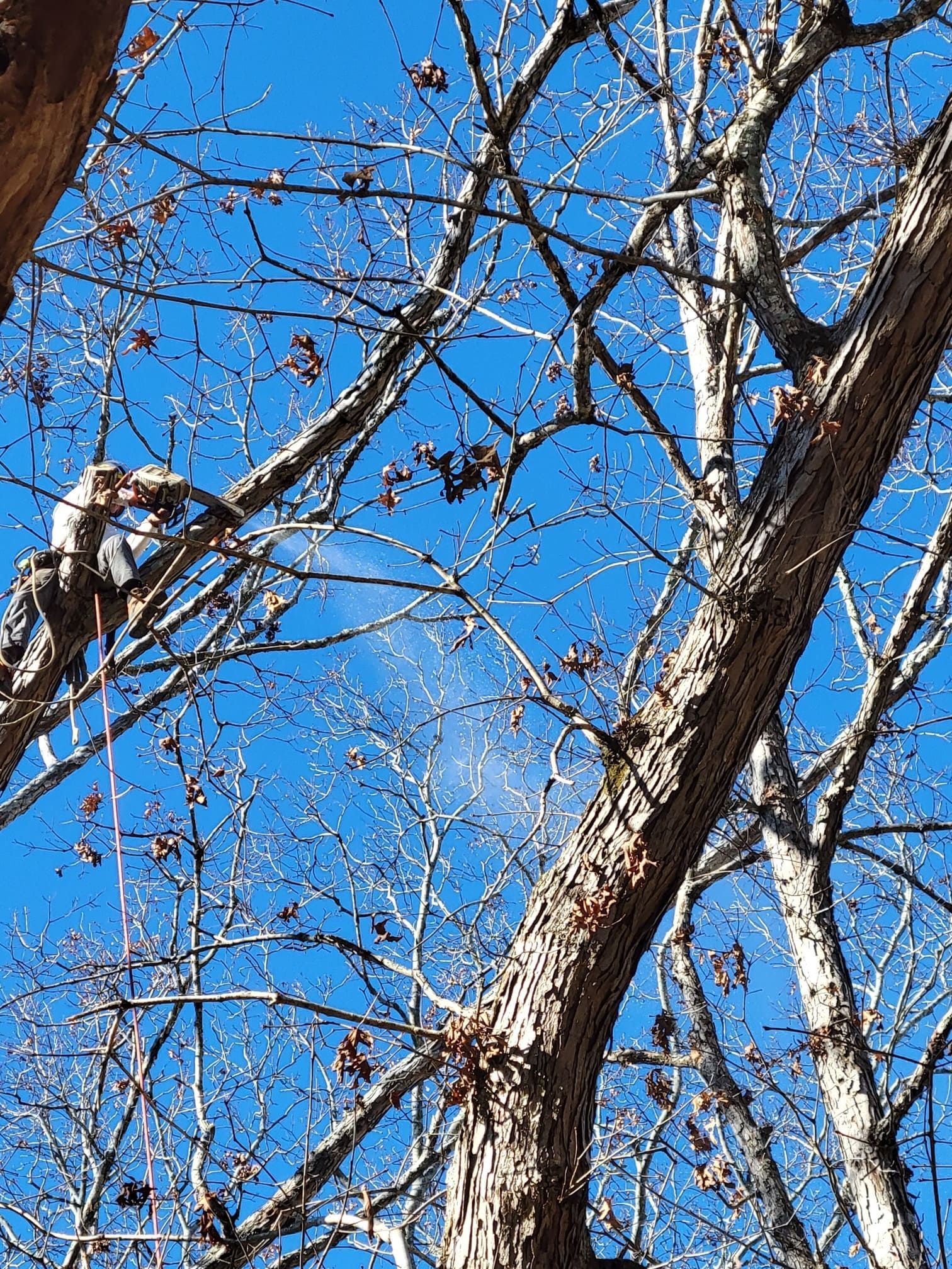 Looking up at a tree with a blue sky in the background.