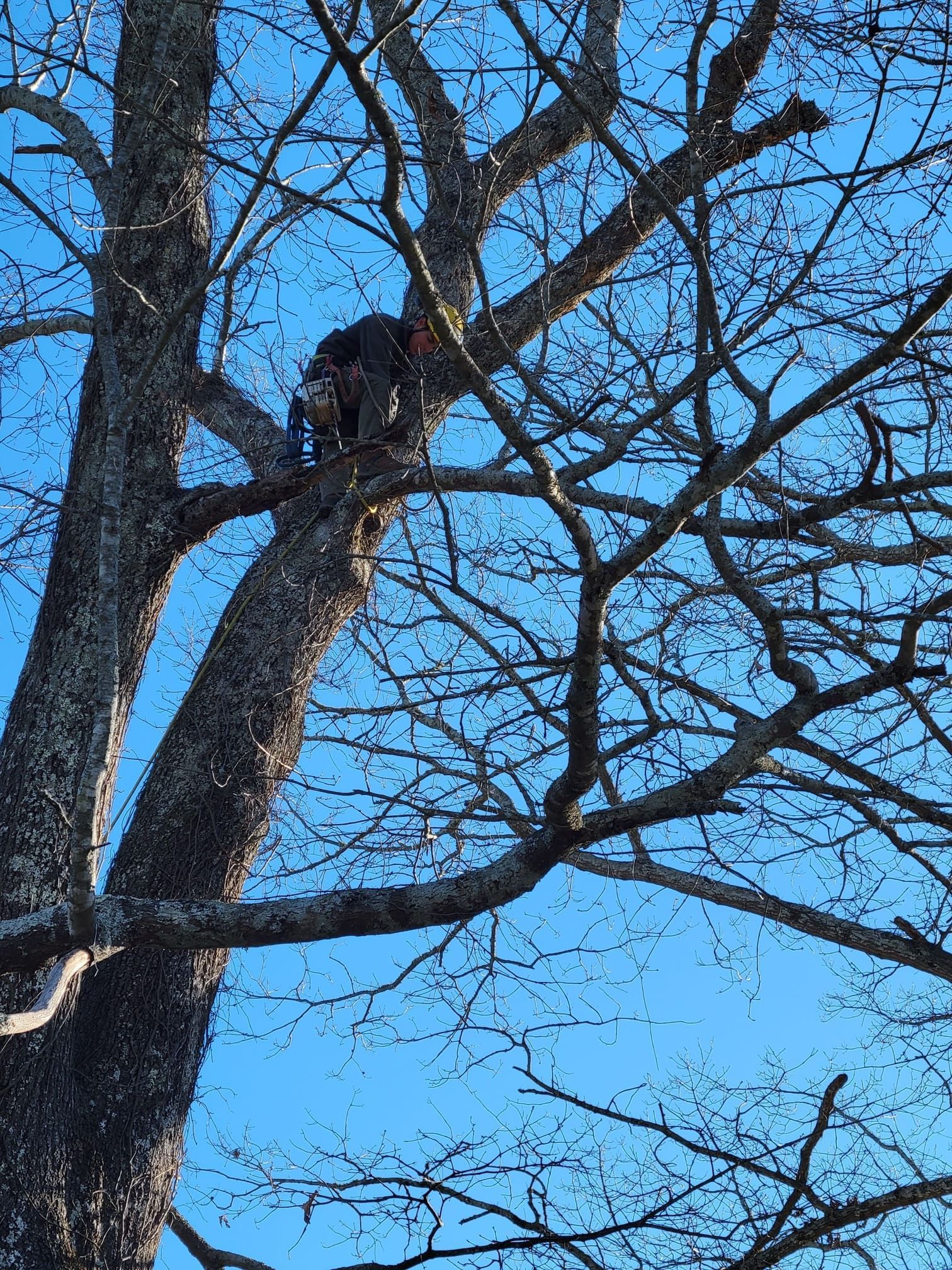 A person is climbing a tree with a blue sky in the background.