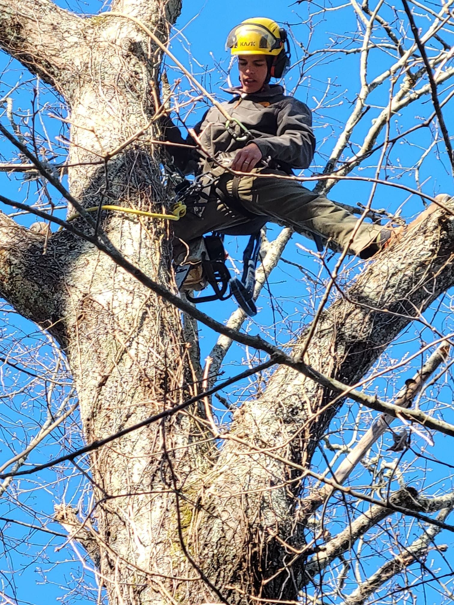 A man is cutting a tree with a chainsaw.