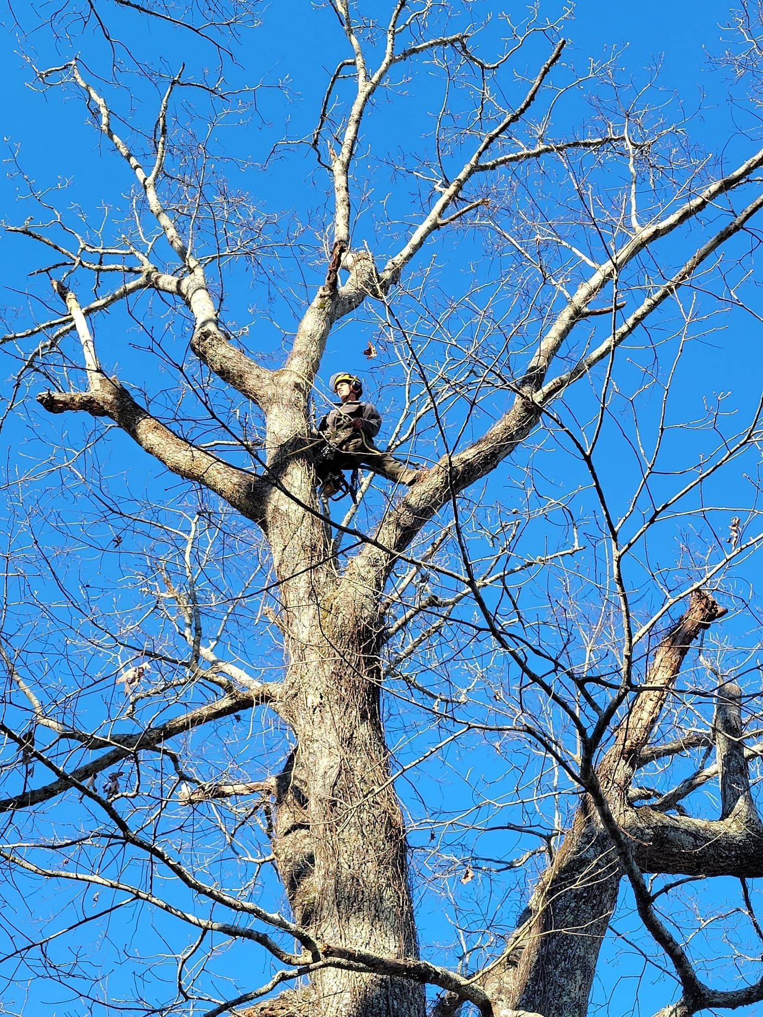 Looking up at a tree with a blue sky in the background