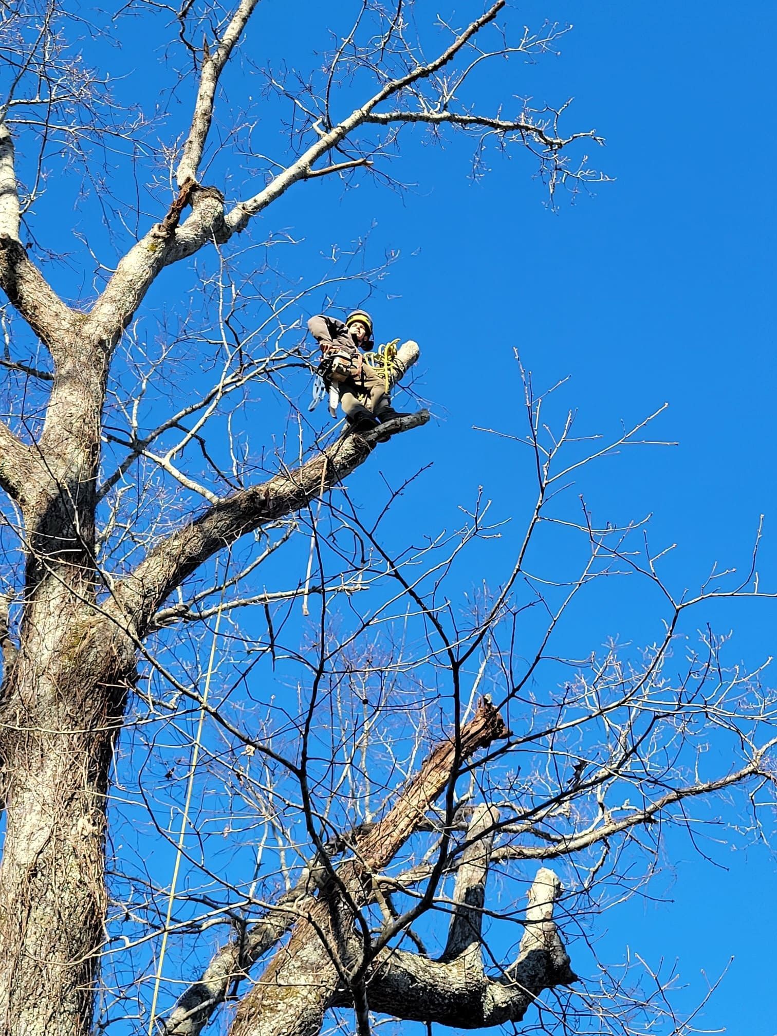 A bird is perched on a tree branch against a blue sky.