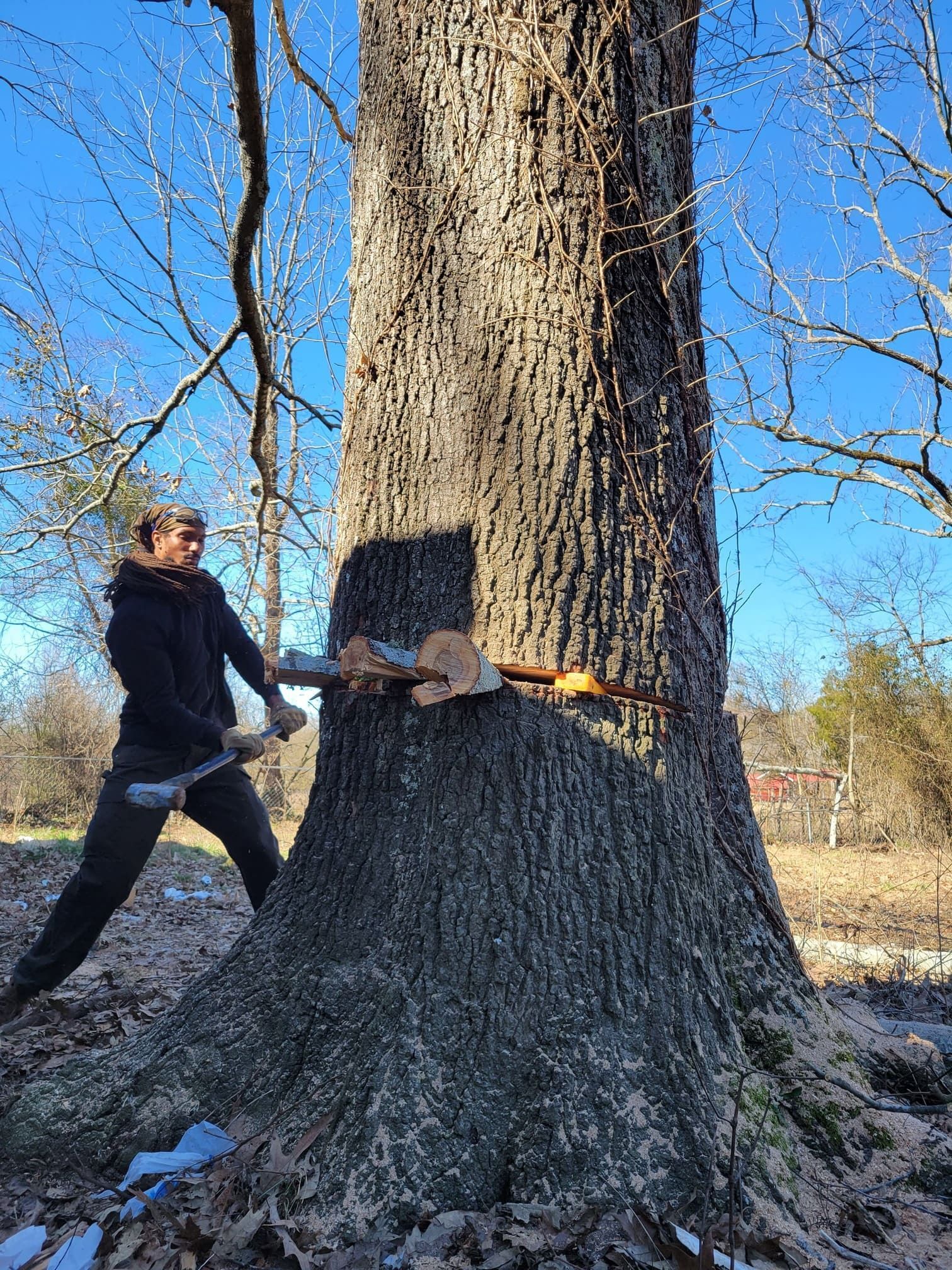 A man is cutting a tree with a chainsaw.