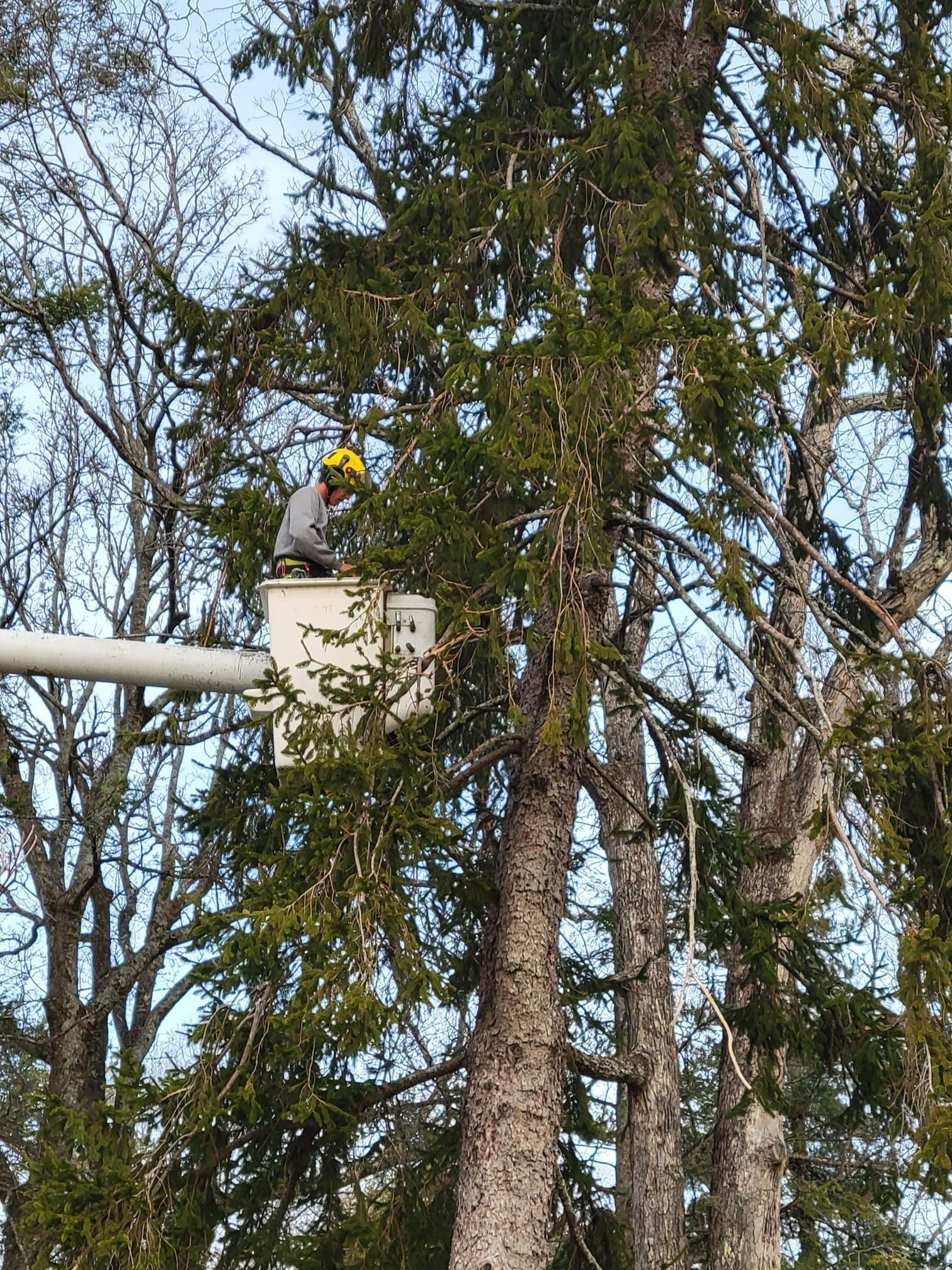 A man is sitting in a bucket on top of a tree.
