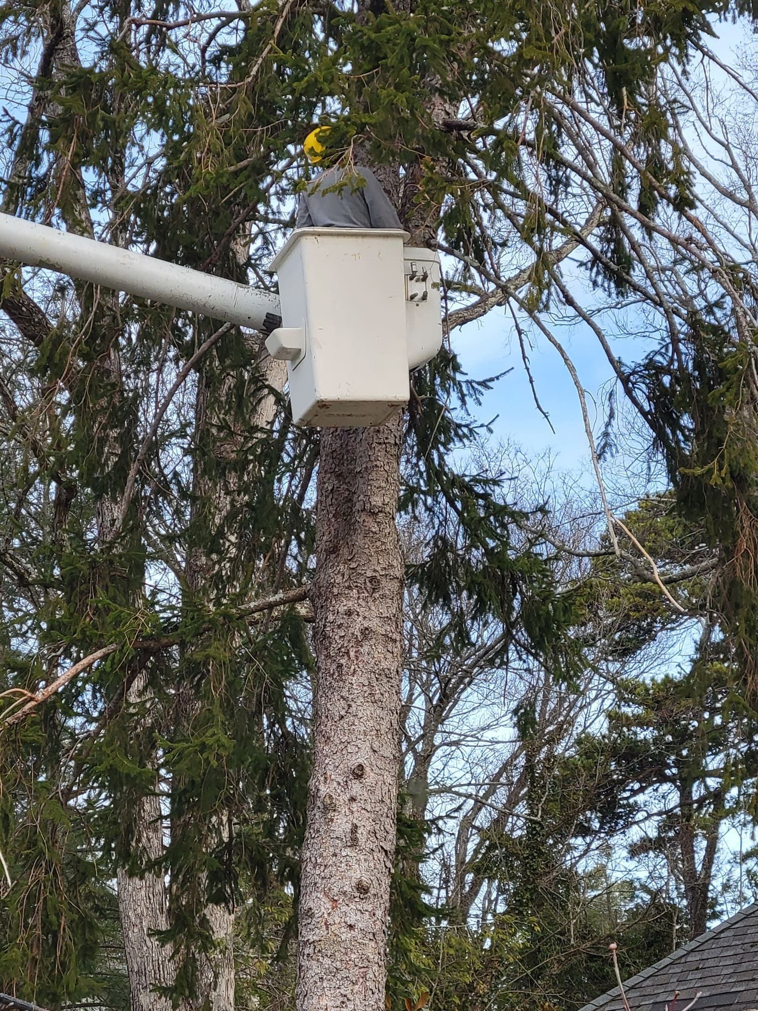 A man in a bucket is cutting a tree.