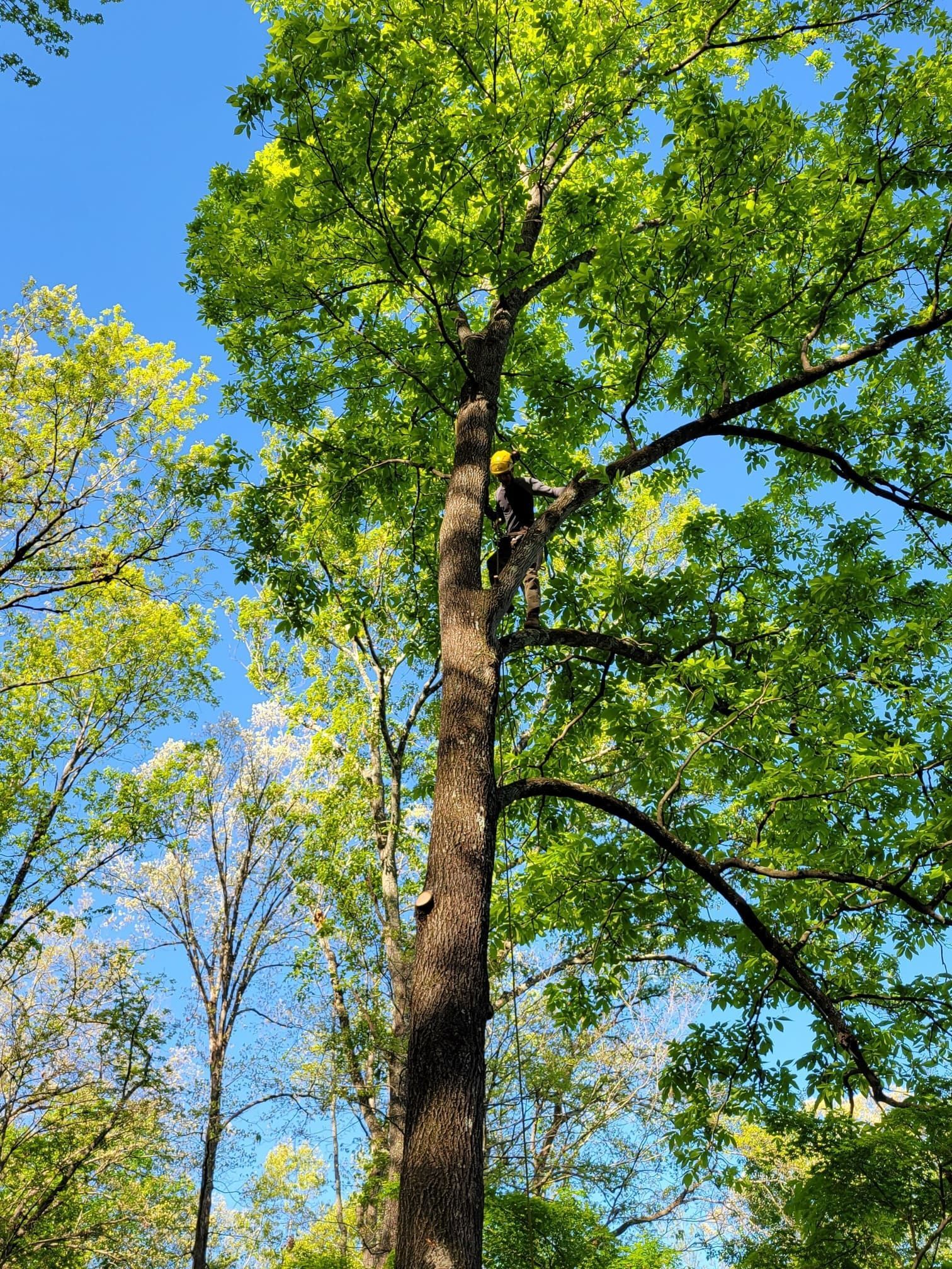 A man is climbing a tree in the woods on a sunny day.