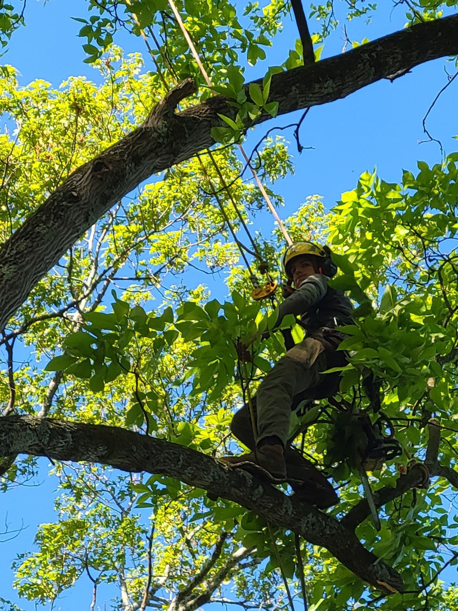 A man is climbing a tree with a rope.