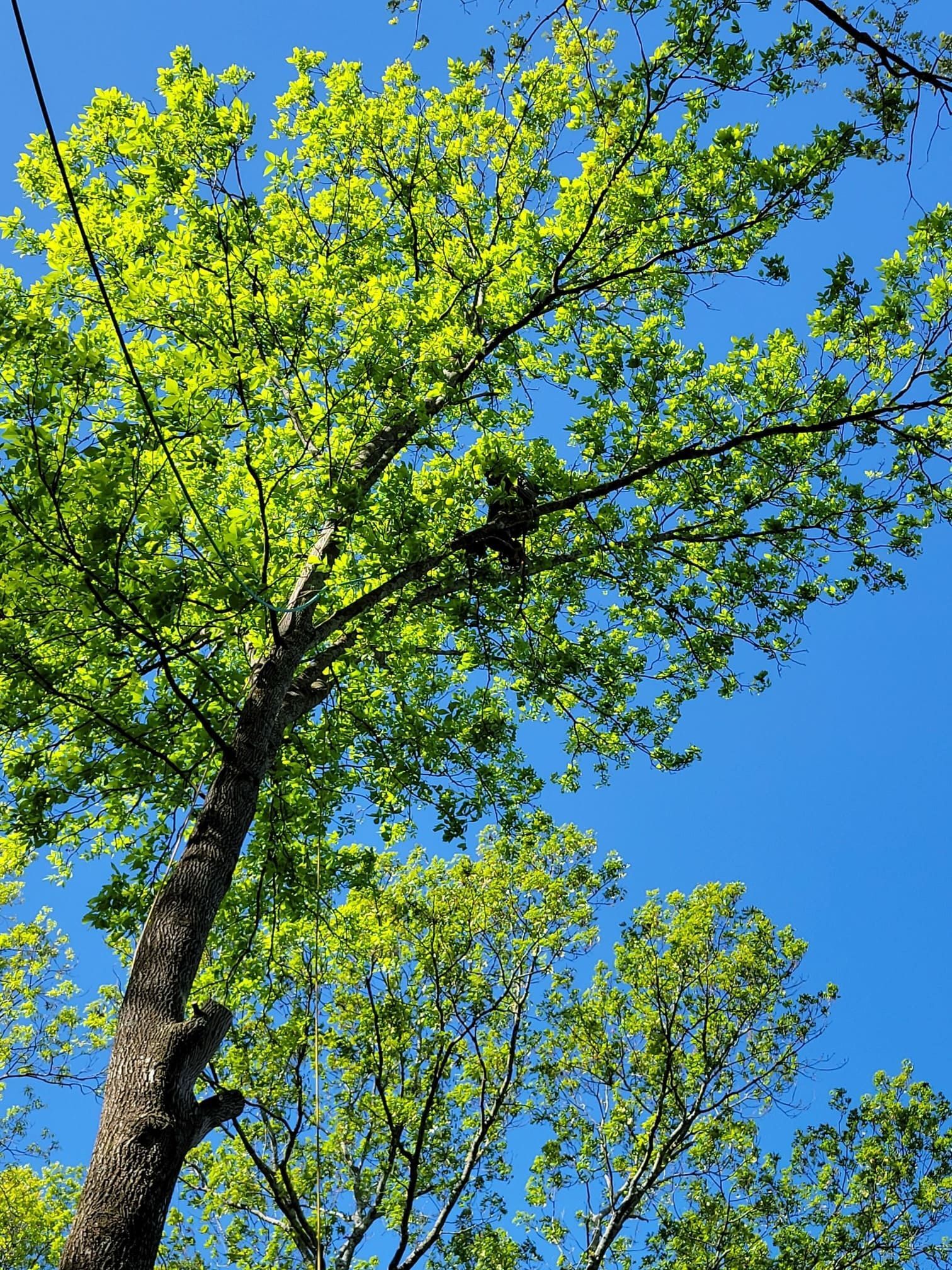 Looking up at a tree with lots of green leaves against a blue sky
