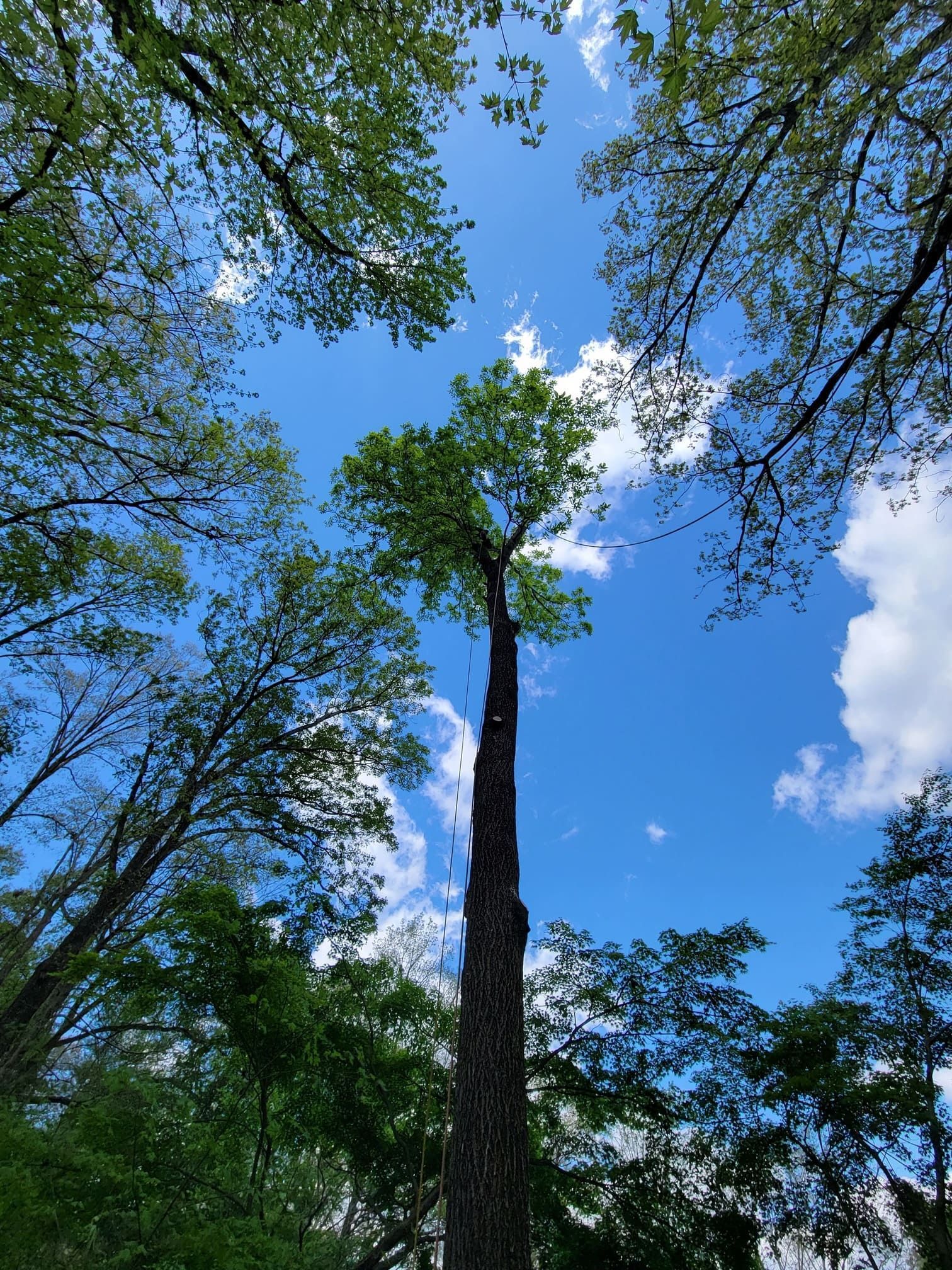 Looking up at a tree with a blue sky in the background