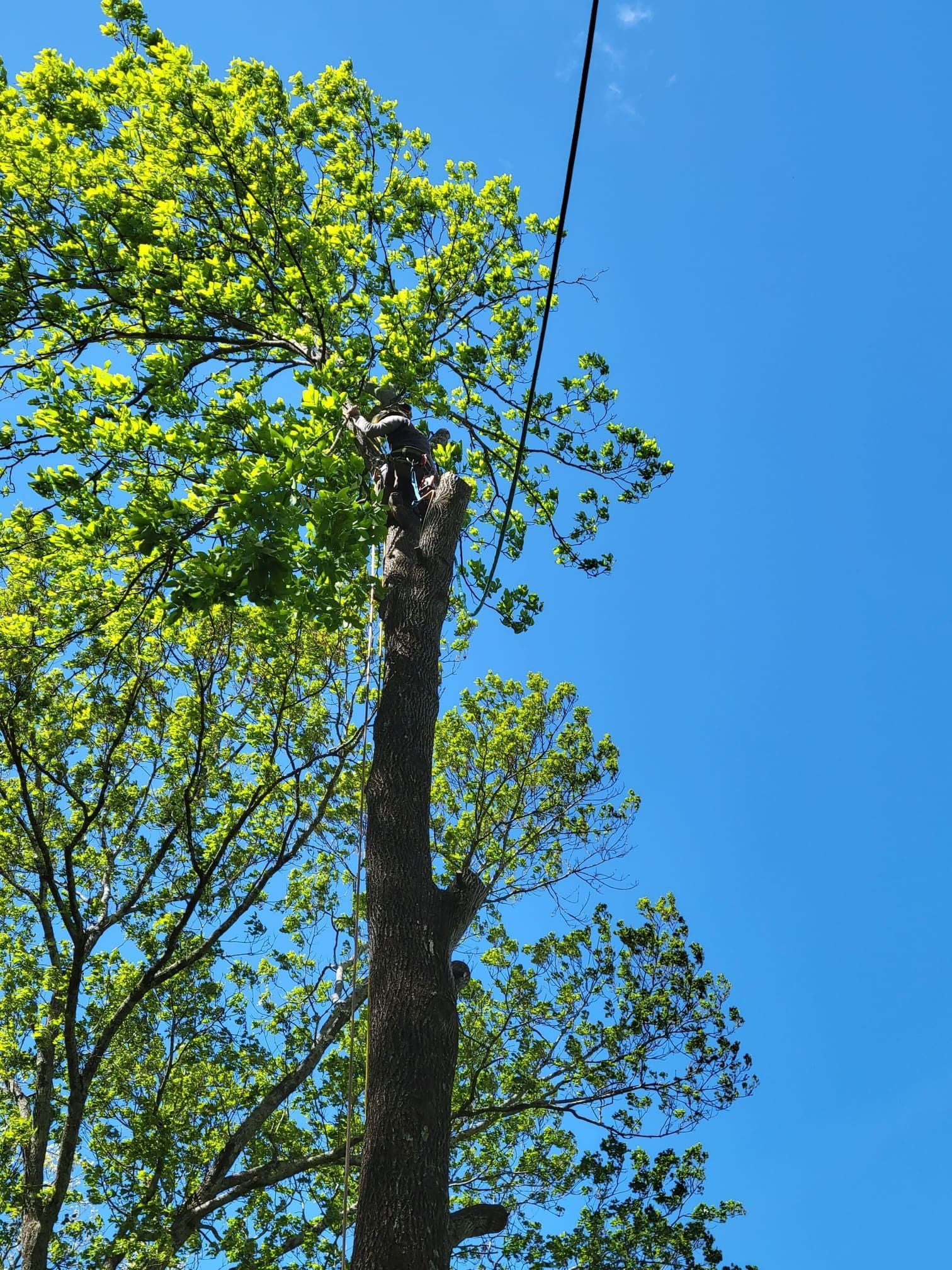 A tree with a blue sky in the background