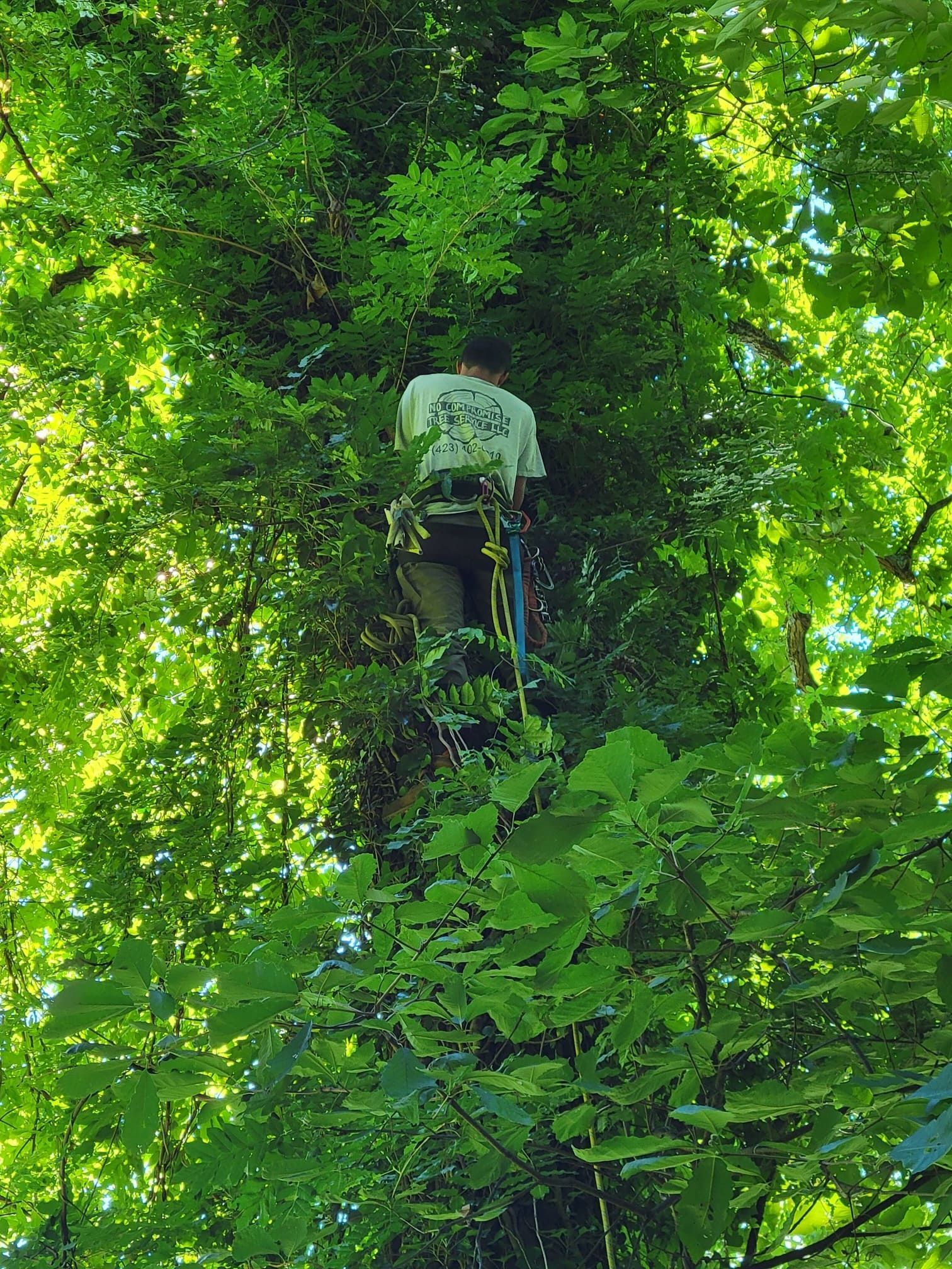 A man is climbing up a tree in the woods.