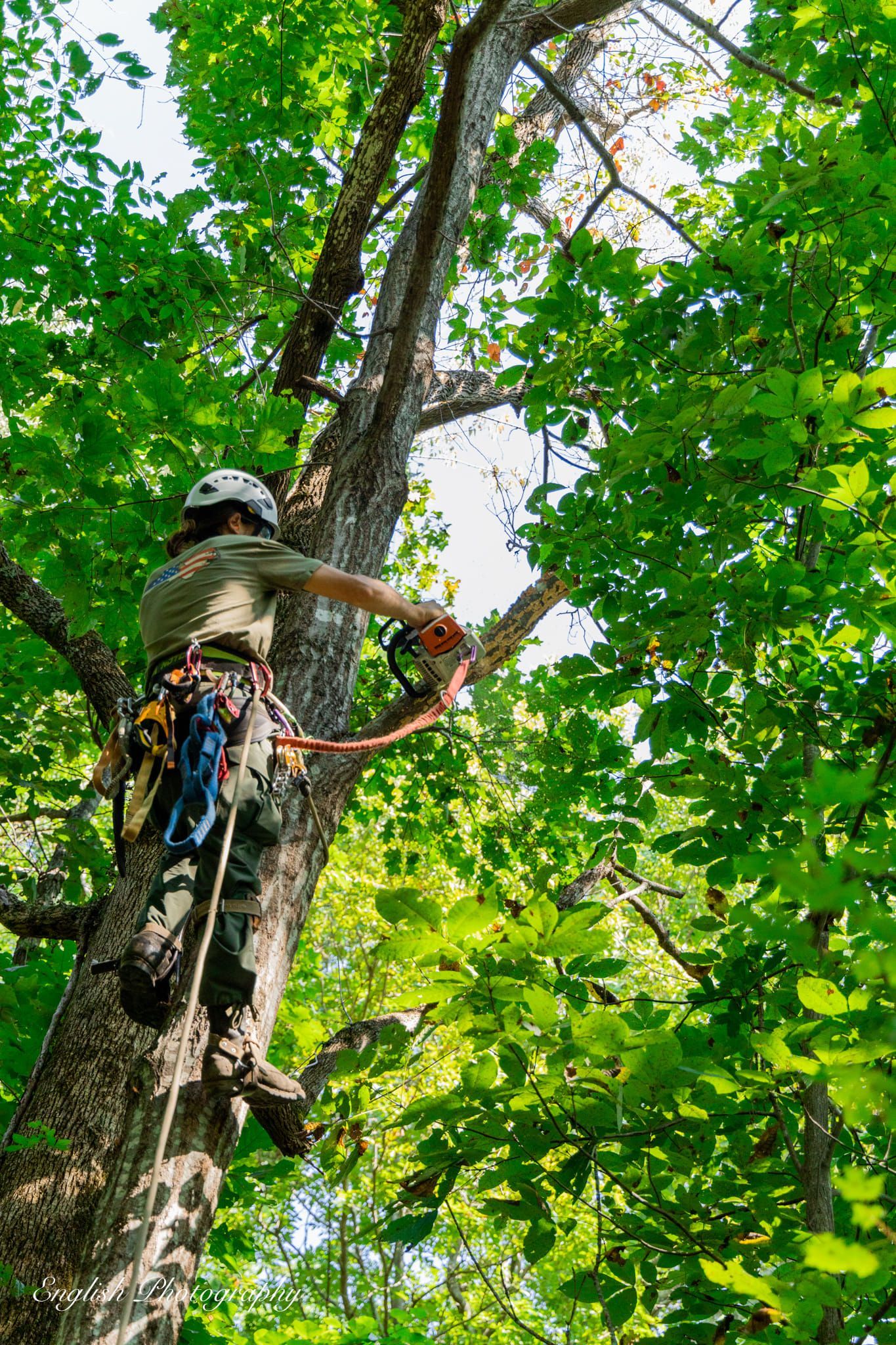 A man is climbing a tree with a chainsaw.