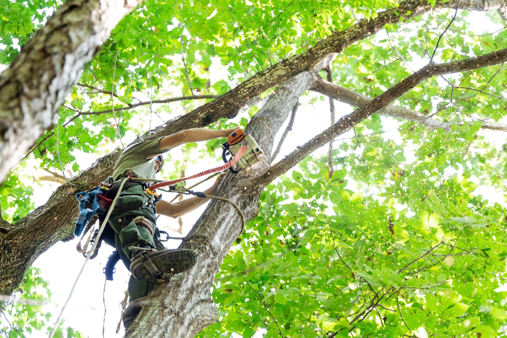 A man is climbing a tree with a chainsaw.