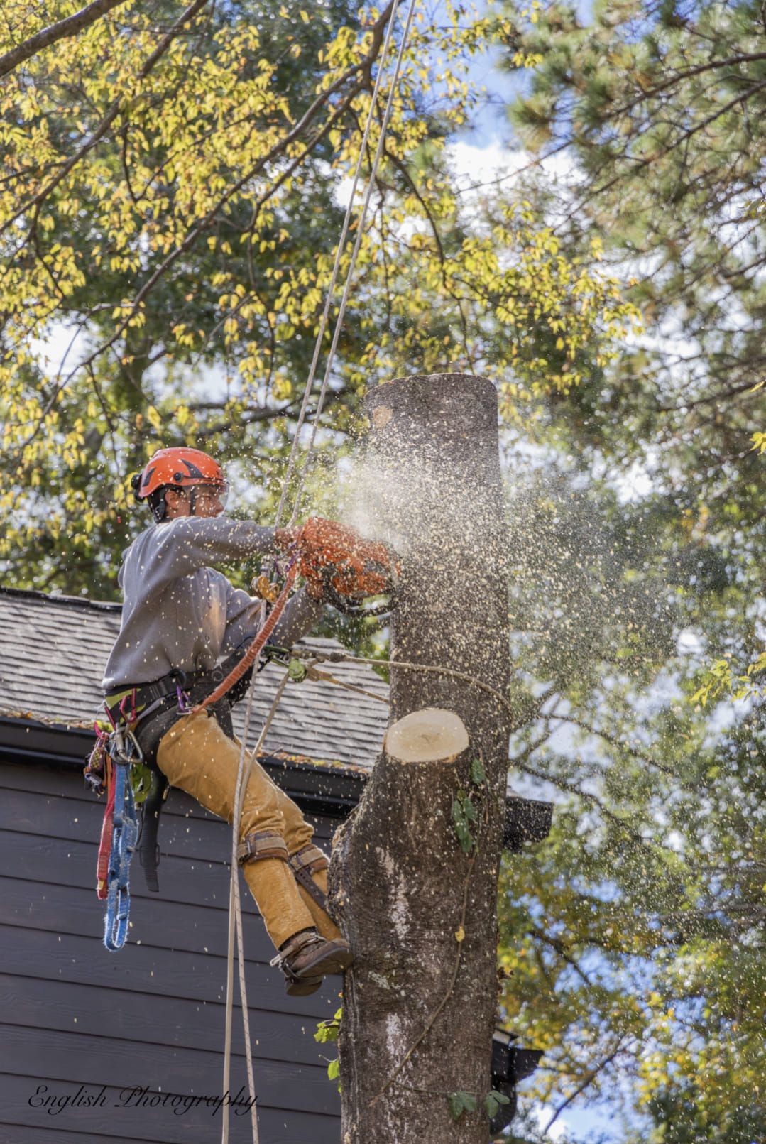 A man is cutting down a tree with a chainsaw.