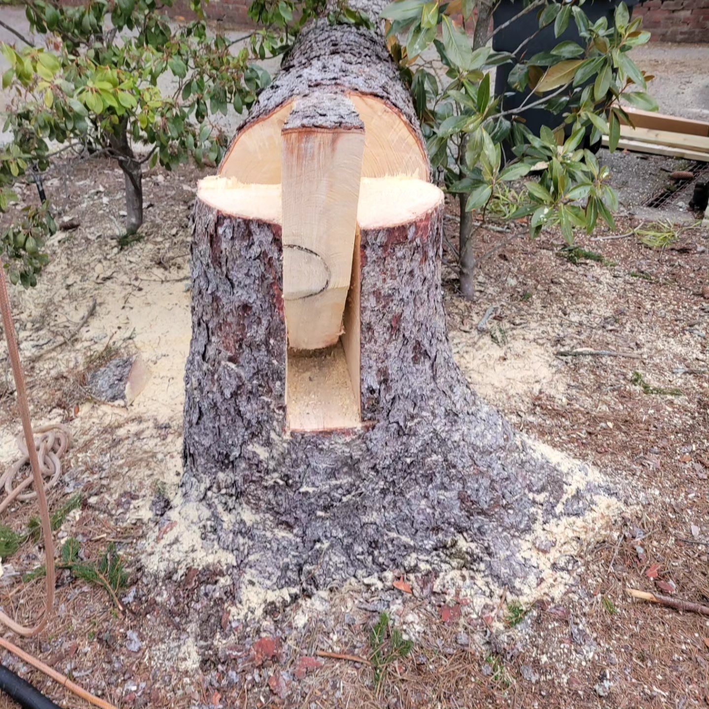A tree stump with a hole in the middle of it