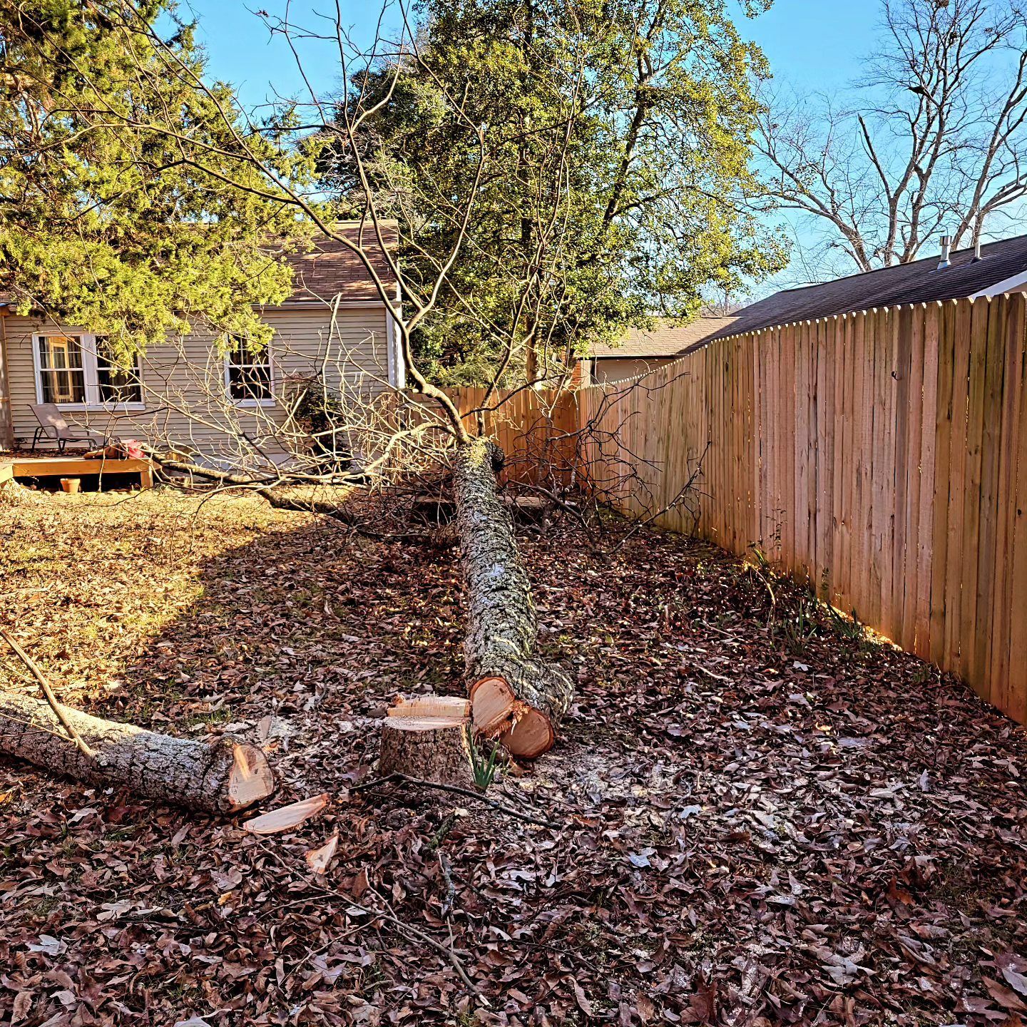 A tree that has been cut down in a backyard next to a wooden fence.