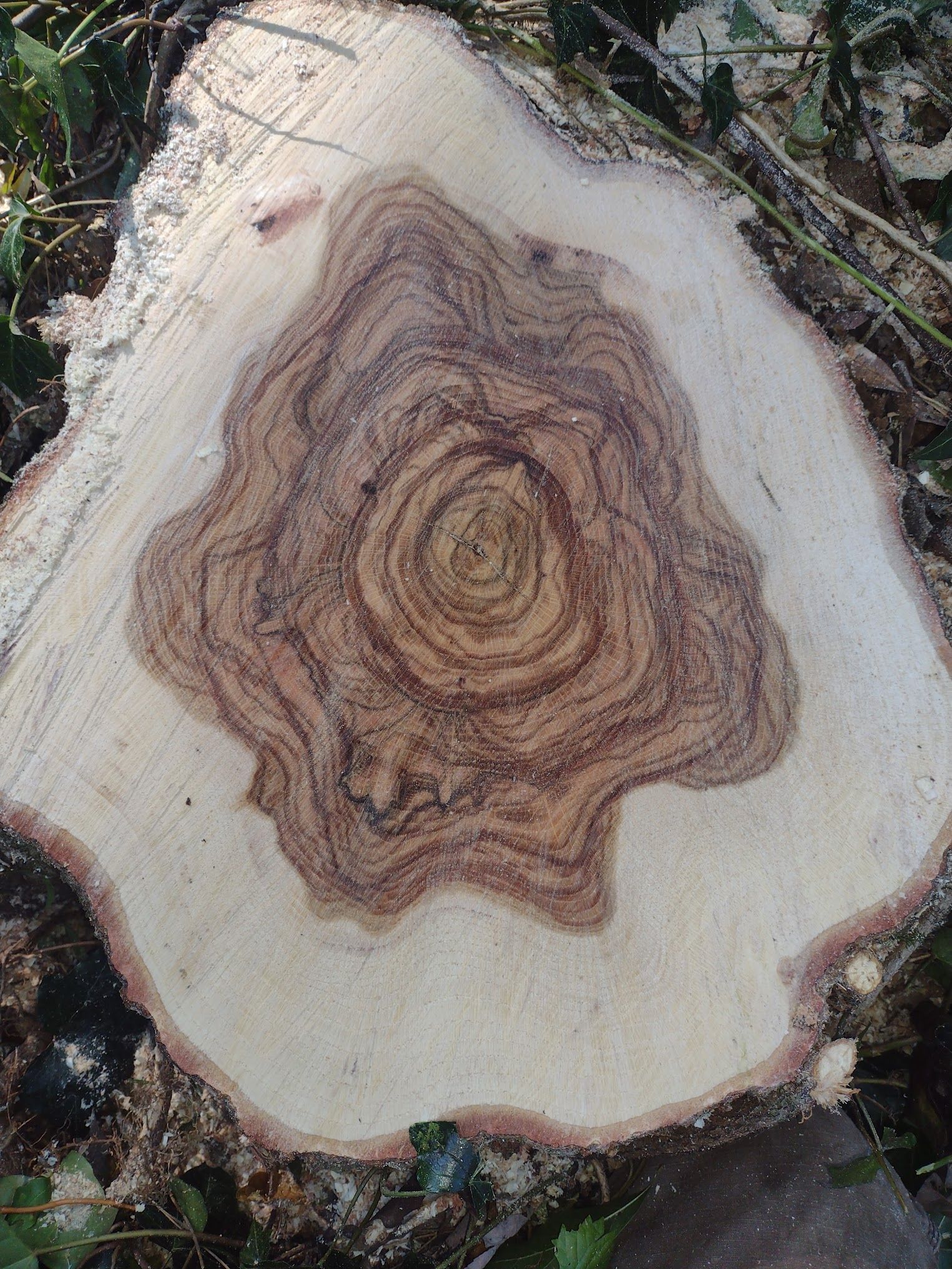 A close up of a tree stump with a circular pattern on it.