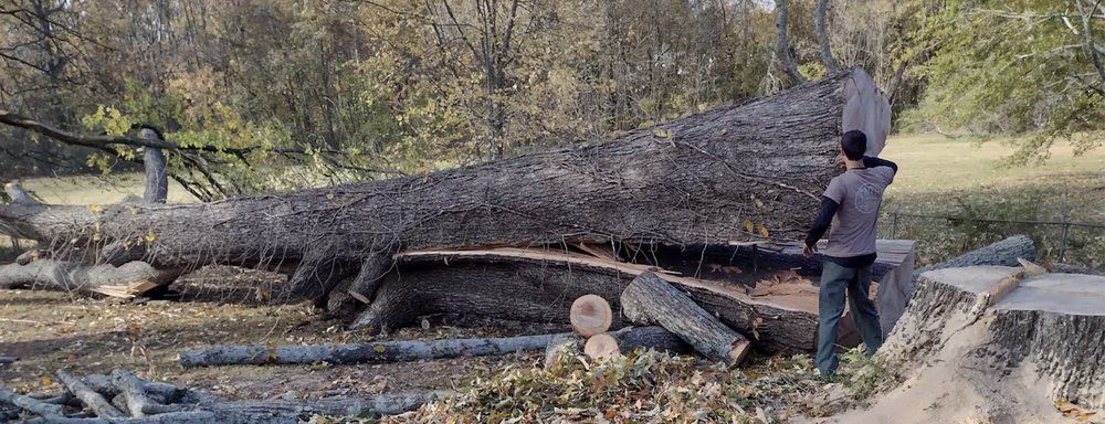 A man is standing next to a large tree trunk in a park.