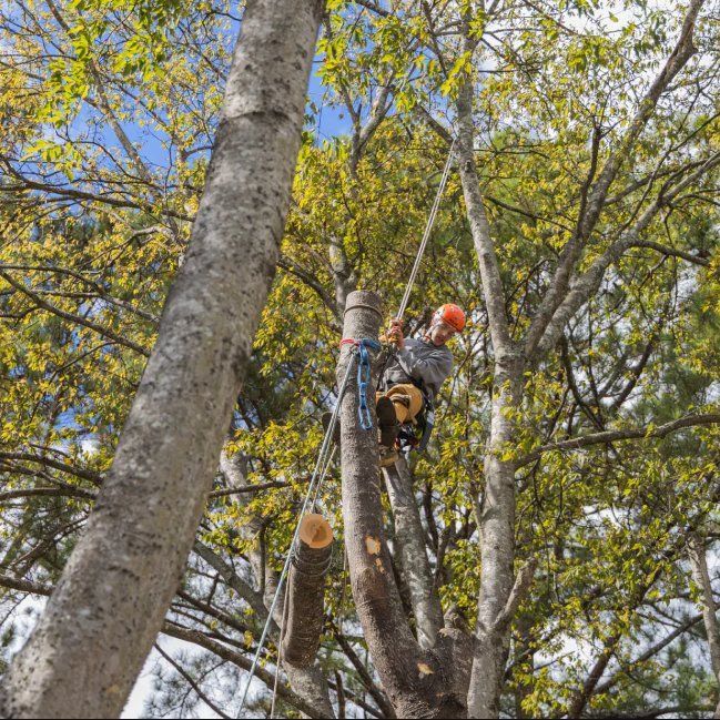 A man is climbing a tree with a chainsaw.