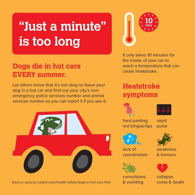 what temperature is safe for a dog in a car