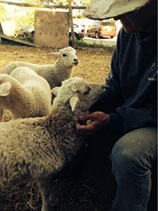 Sheep | Santa Cruz, CA | Westside Farm and Feed