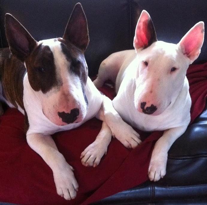 Two Cute Dogs | Santa Cruz, CA | Westside Farm and Feed