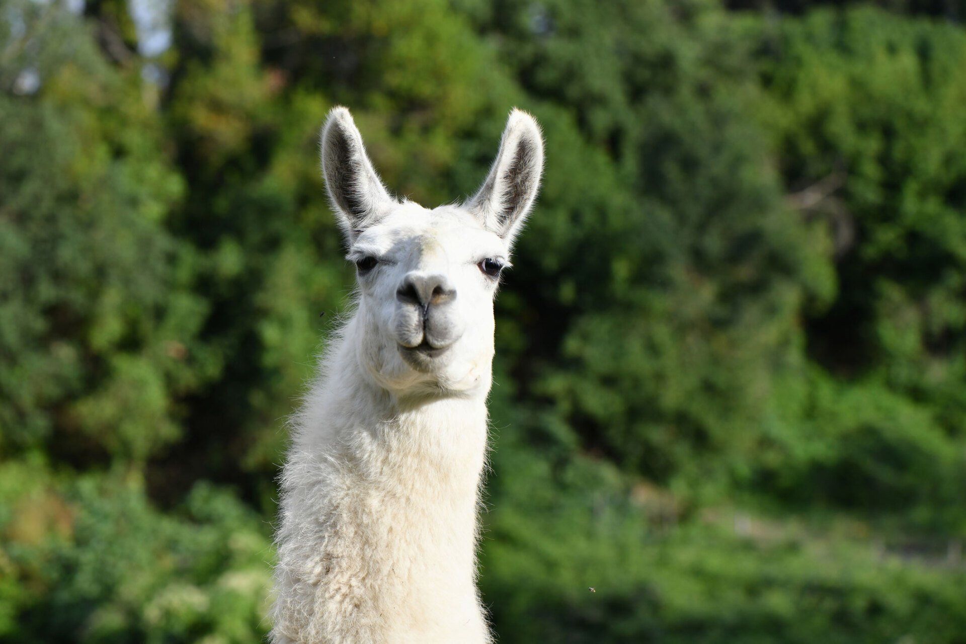 Portrait Of A Llama | Santa Cruz, CA | Westside Farm and Feed